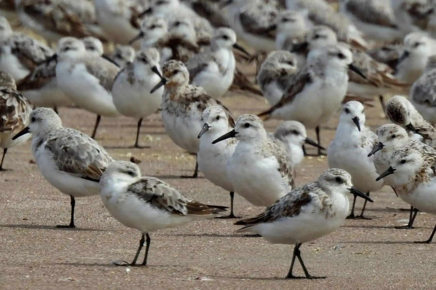 Censo de aves playeras: conoce las especies más representativas del Perú