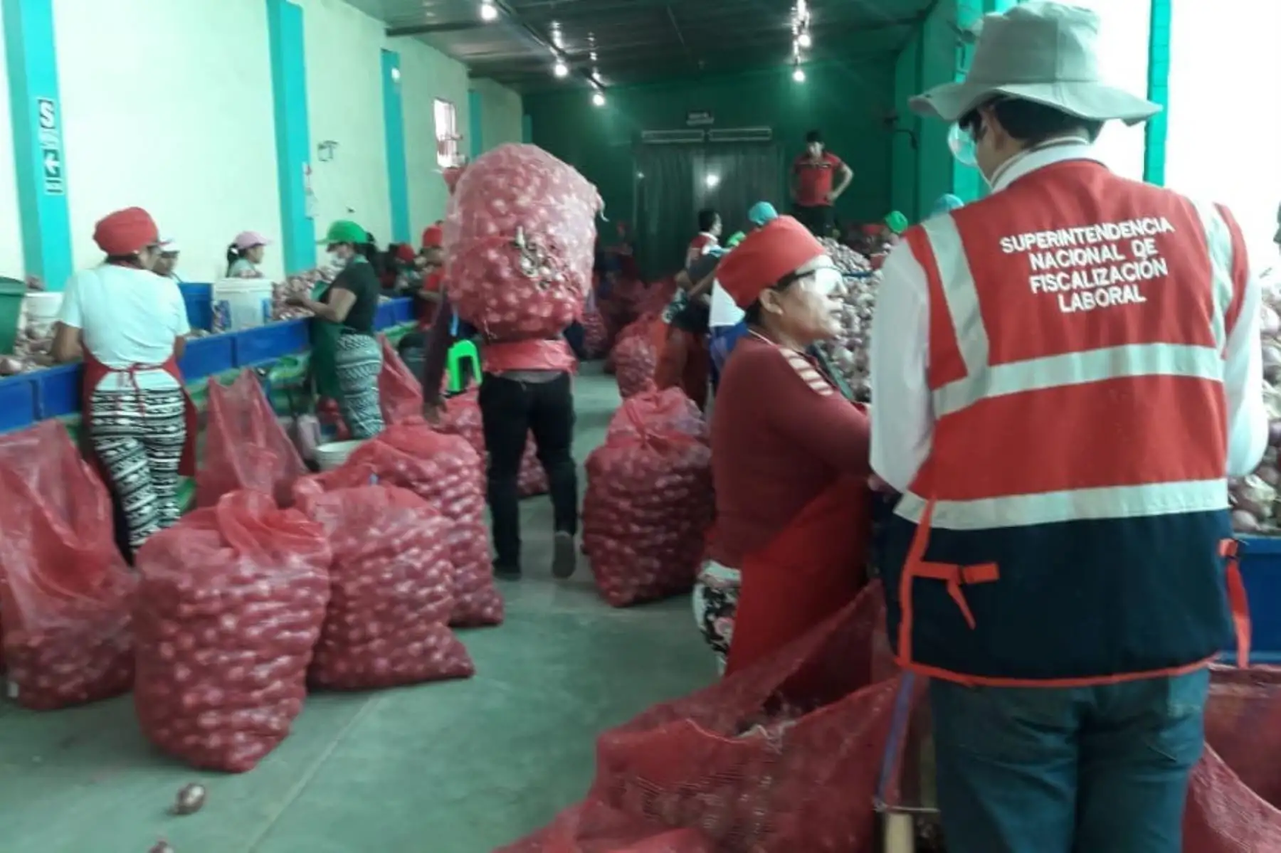 Sunafil identifica a 219 trabajadores informales laborando en empresas exportadoras de Tumbes. ANDINA/Difusión