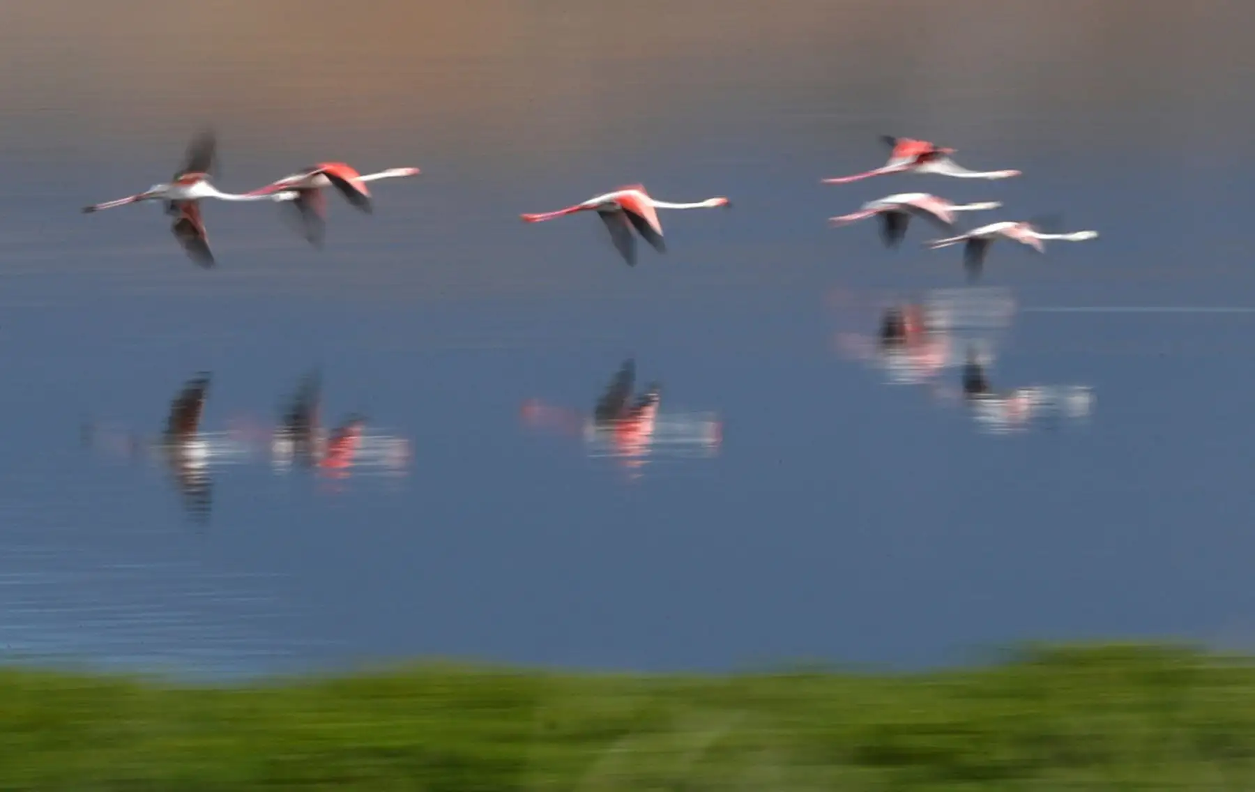 CIUDAD DEL CABO (SUDÁFRICA). Flamencos sobrevuelan la playa Nine Miles en Ciudad del Cabo (Sudáfrica). La Playa Nine Miles recibe ese nombre porque antiguamente eran nueve las millas que la separaban de la playa exclusiva para blancos durante la época del apartheid.Foto: EFE