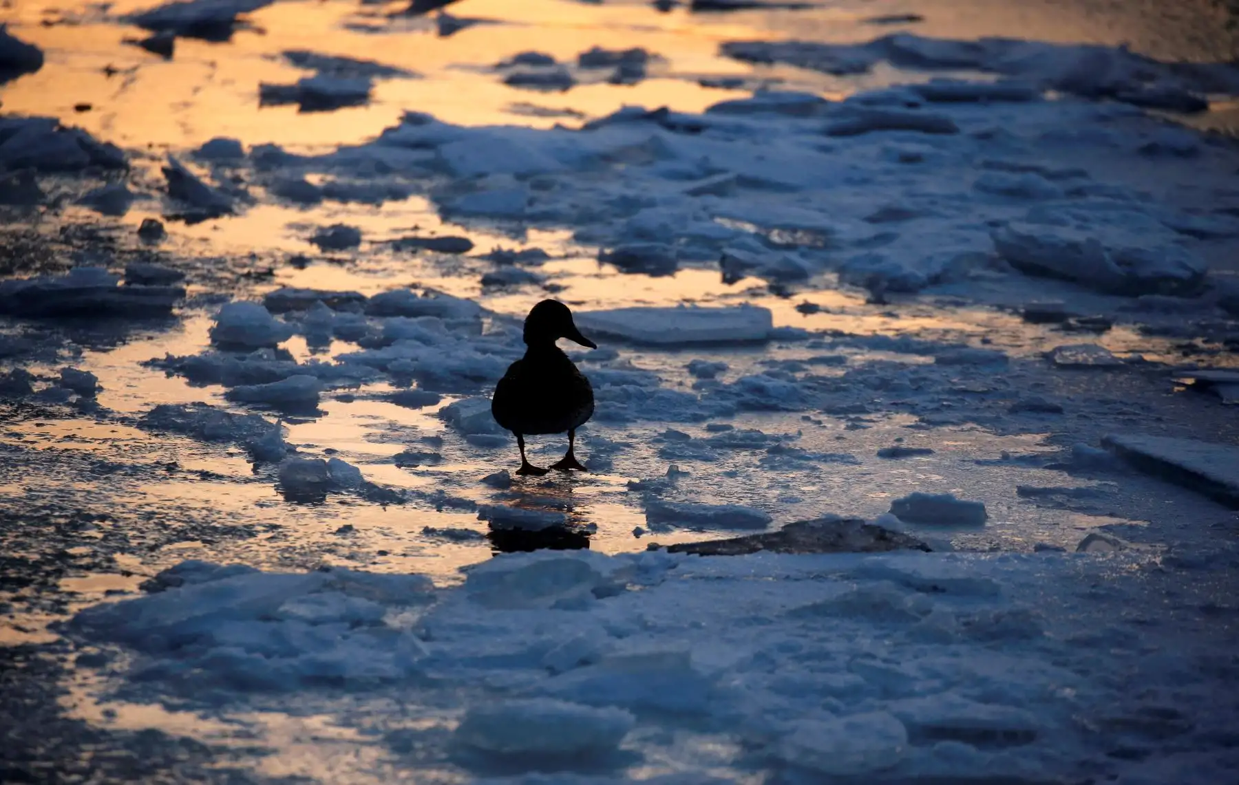 MOSCÚ (RUSIA).- Una pato camina por entre los trozos de hielo del río helado Boskva, este viernes en Moscú (Rusia), donde la temperatura ha descendido hasta los 18 grados bajo cero. EFE/ Sergei Ilnitsky