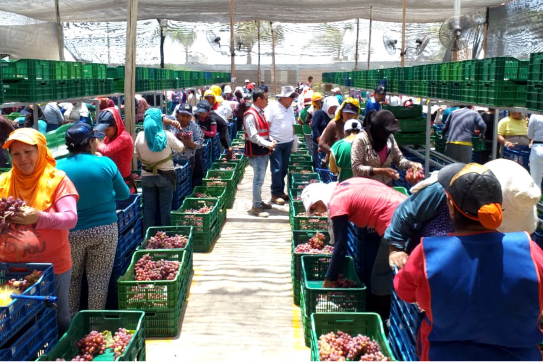 Empresas agroindustriales de Ica formalizan a más de 4,000 trabajadores, informa Sunafil. ANDINA/Difusión
