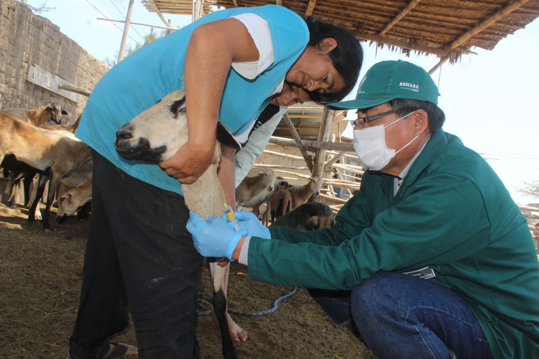 Senasa realiza monitoreo serológico en ganado ovino de Lambayeque.
