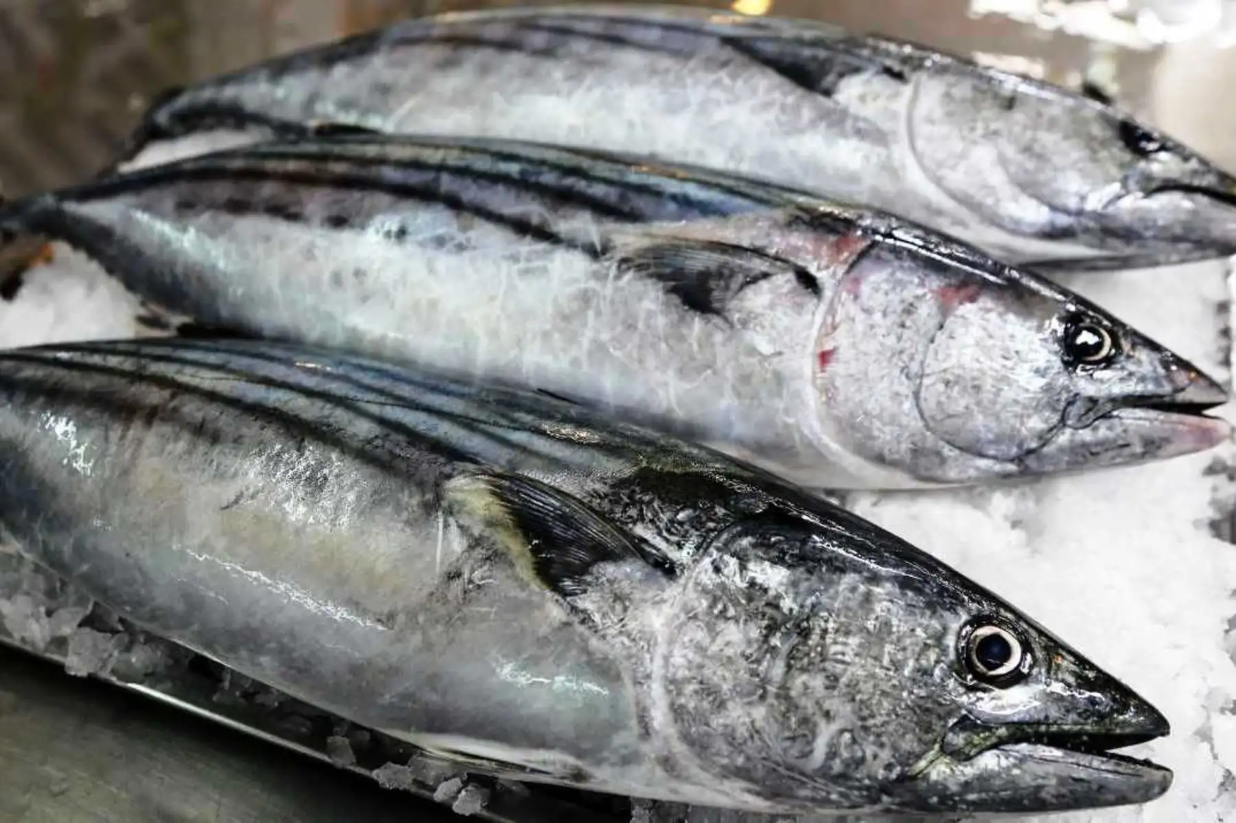 ¿Qué pescados son ideales para consumir en verano? Foto: ANDINA/Difusión.