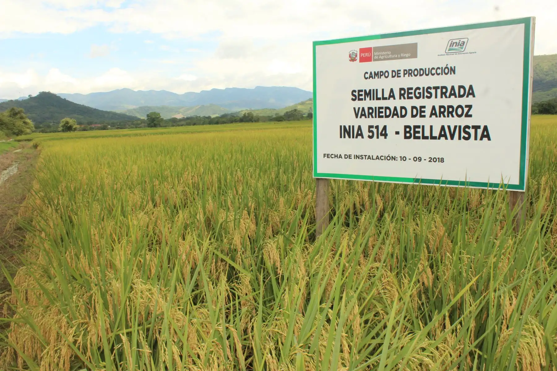 Anuncian nueva variedad de arroz para los productores de región San Martín.