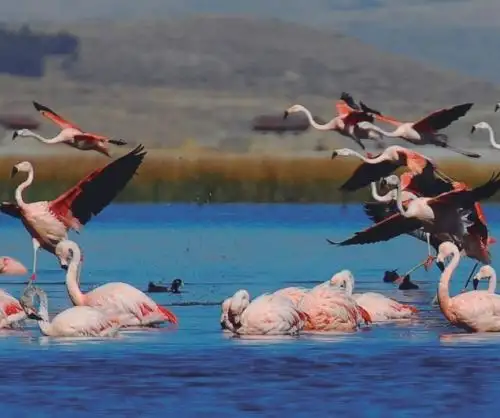 Serfor promueve cuidado de los humedales por su aporte a la biodiversidad. ANDINA/Difusión