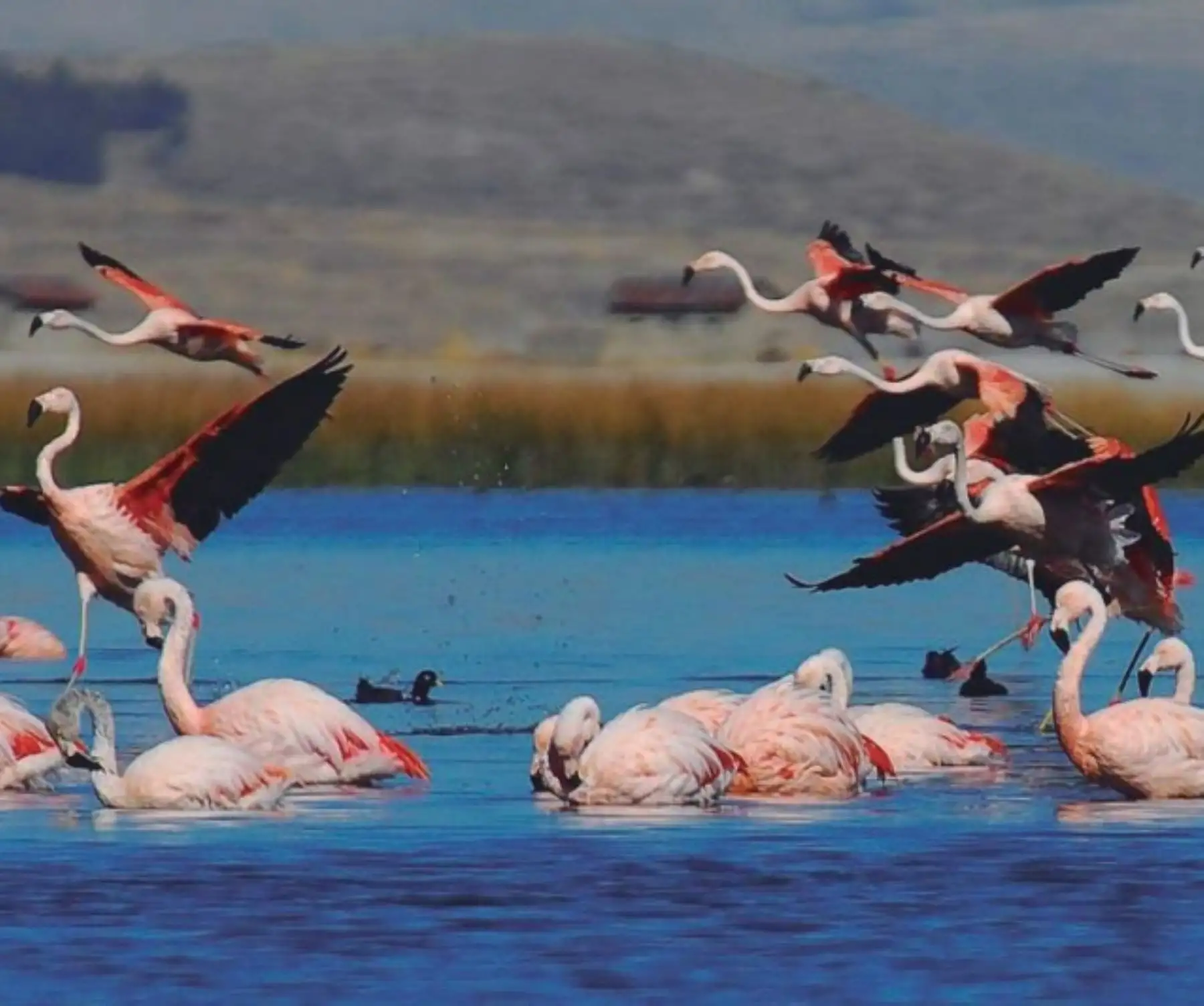 Serfor promueve cuidado de los humedales por su aporte a la biodiversidad. ANDINA/Difusión