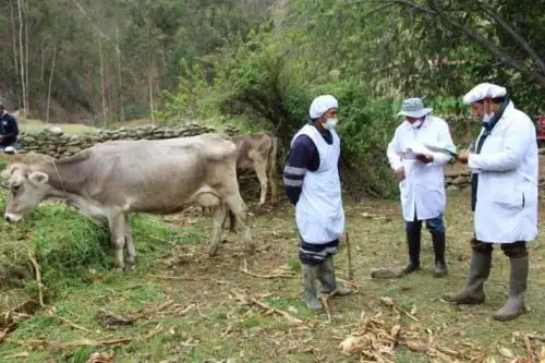 Agro Rural y proyecto Nueva Zelanda unifican estrategias a favor de productores lecheros peruanos