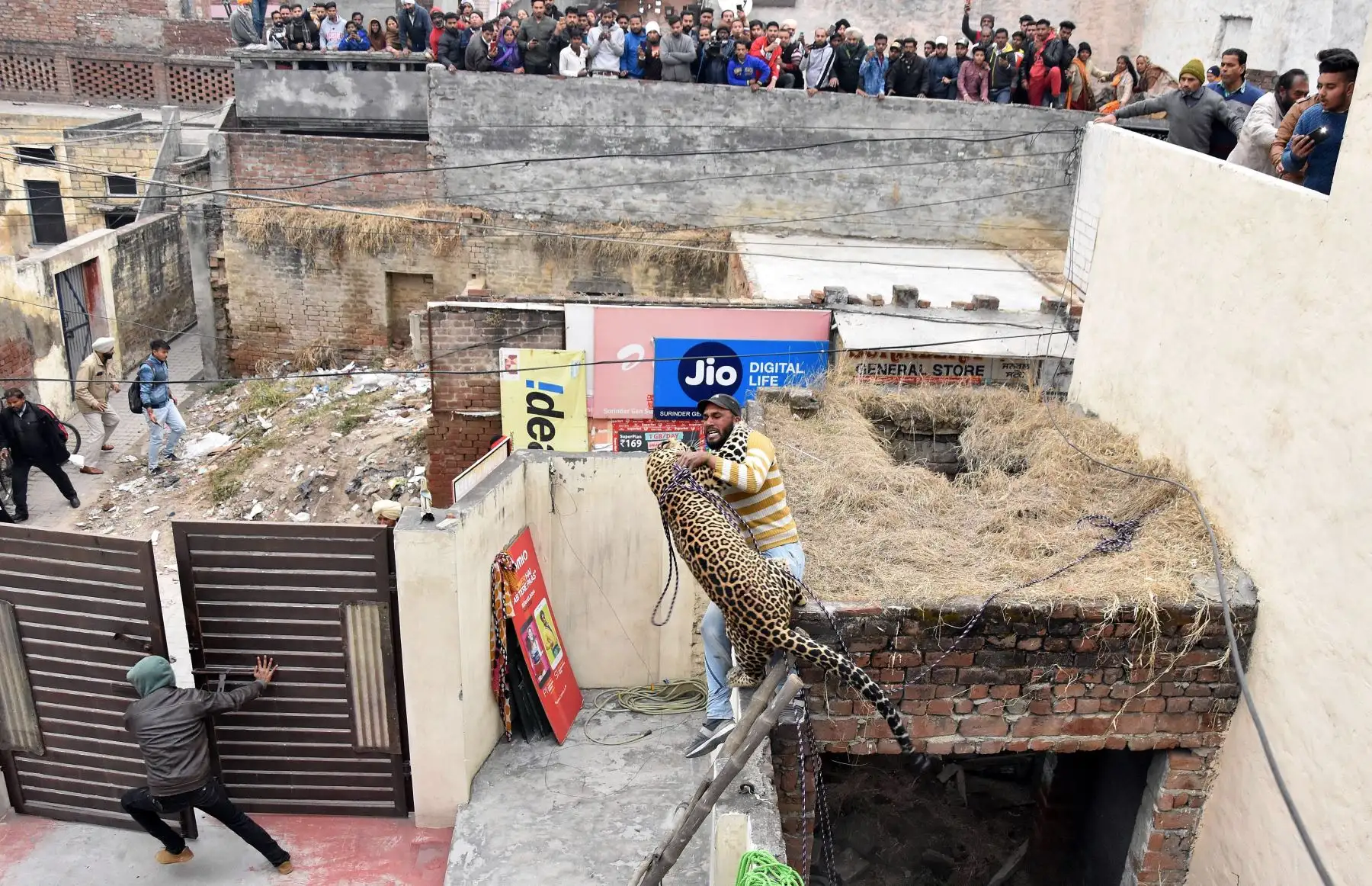 Un leopardo ataca a un agente forestal indio cuando intentaba capturarlo tras ser detectado este viernes en el interior de una vivienda en Jalandhar, la India. Ninguno de los agentes que participaron en la captura del animal resultaron gravemente heridos. EFE