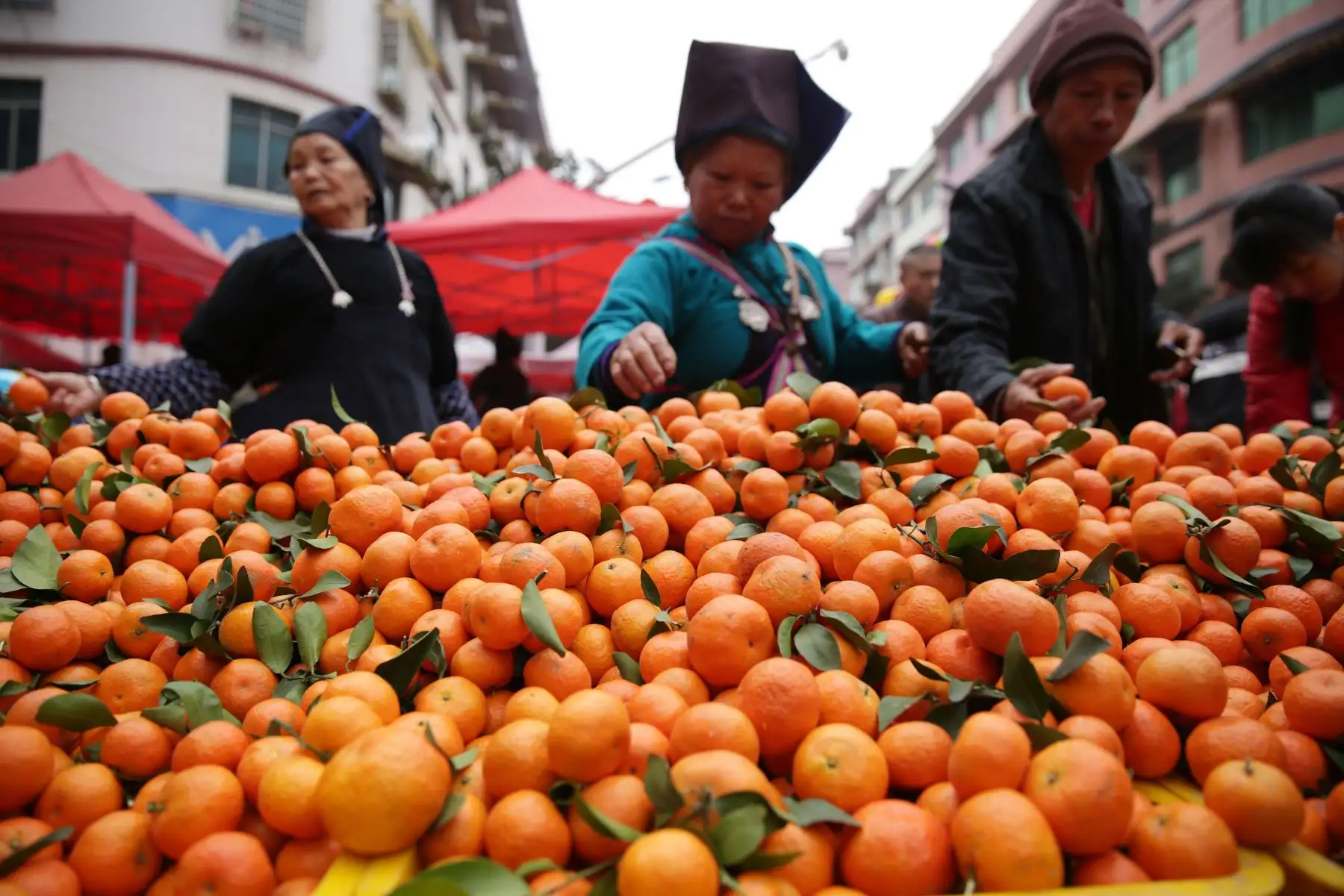 Imagen de clientes seleccionando naranjas en un mercado en el condado de Danzhai, provincia de Guizhou, en el suroeste de China. Las personas están ocupadas comprando artículos en Guizhou para el próximo Festival de Primavera, que cae el 5 de febrero este año. (Xinhua/Huang Xiaohai)
