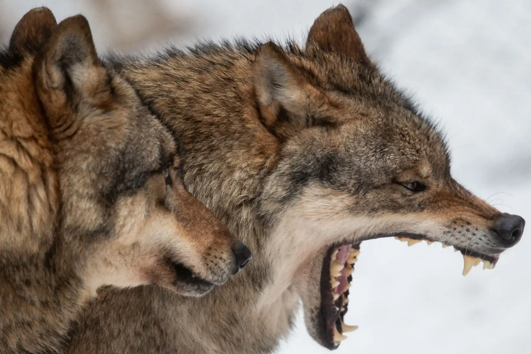 Los lobos  se representan en un recinto en el Wildpark Neuhaus, cerca de Goettingen en Alemania. AFP
