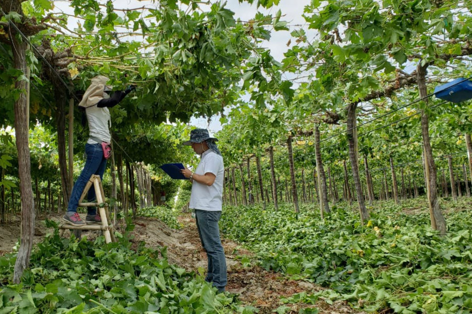 Empresas agroindustriales de Piura formalizan a más de 10,000 trabajadores, destaca Sunafil. ANDINA/Difusión