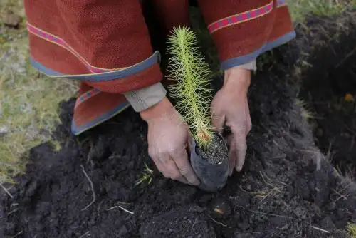 Anuncian la siembra de más de 5,500 árboles en 22 ciudades del país para mitigar el cambio climático. ANDINA/Difusión