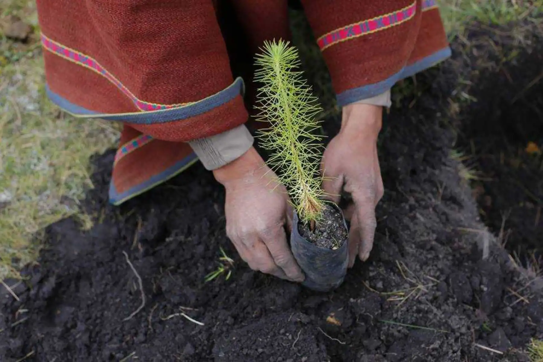 Gobierno Regional de Lima invertirá S/ 25 millones para ejecutar proyectos de reforestación en la sierra de Lima. ANDINA/Archivo