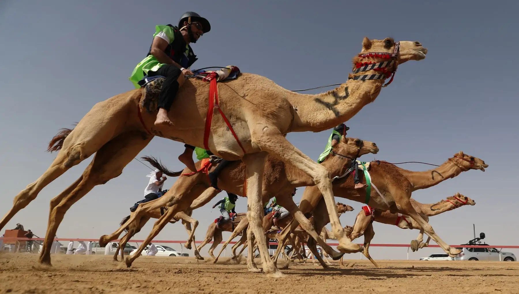 Carrera de jinetes durante el festival de camellos Sheikh Sultan Bin Zayed al-Nahyan, en el hipódromo de Shweihan en Al Ain, en las afueras de Abu Dhabi. AFP