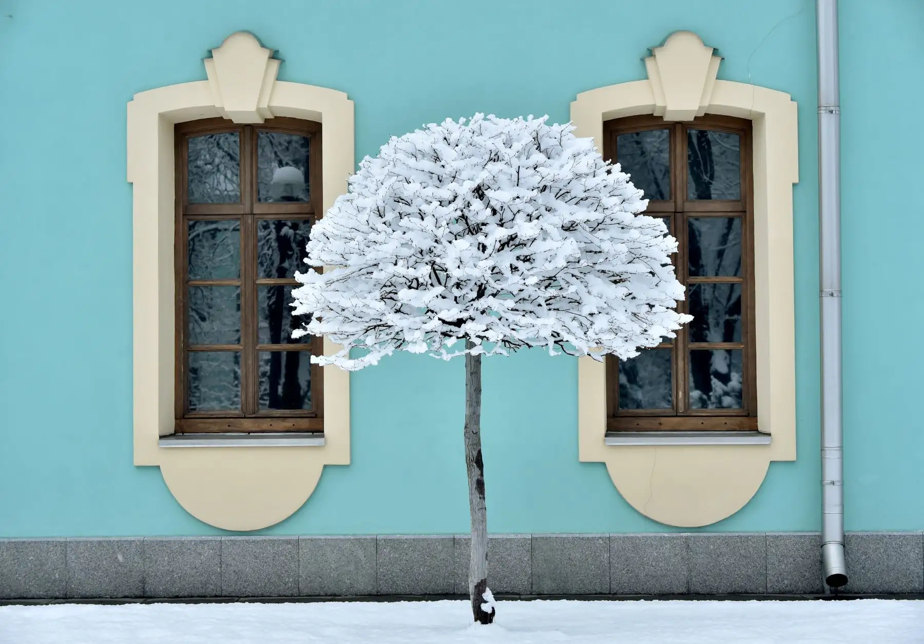 Una imagen muestra un árbol cubierto de nieve después de la caída de una gran nevada en la capital ucraniana, Kiev. AFP