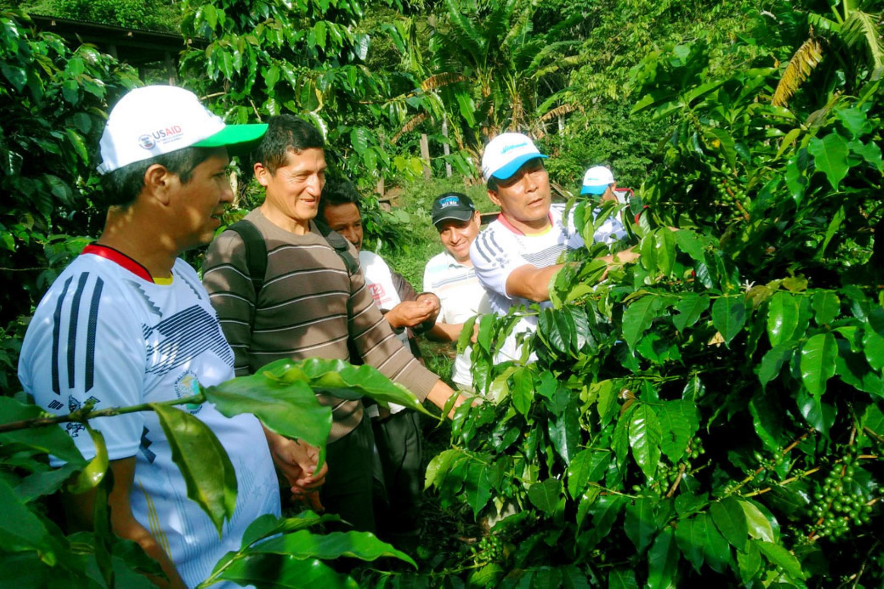 Agricultores de distrito de Pangoa mejoran su producción de café. ANDINA/Difusión
