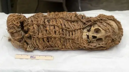 La momia de origen aimara, devuelta al Perú por el Museo de Ciencia e Historia de Corpus Christi y que llega hoy a nuestro país corresponde, según los estudios, a un infante de dos a cuatro años de edad, de sexo por definir, que vivió en la época inca (siglos XV-XVI).