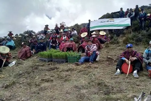 El Ministerio de Agricultura y Riego (Minagri), a través de Agro Rural, inició la siembra de 120,000 plantones de pino radiata en la comunidad de San Martin de Porres de Atumpampa, que beneficiará a 300 productores agrarios de cinco localidades del distrito de Incahuasi, en la provincia de Ferreñafe.