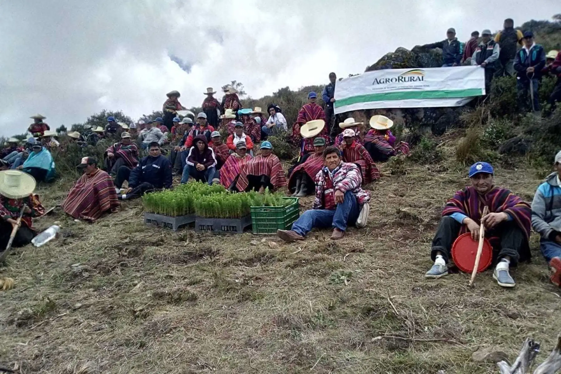 El Ministerio de Agricultura y Riego (Minagri), a través de Agro Rural, inició la siembra de 120,000 plantones de pino radiata en la comunidad de San Martin de Porres de Atumpampa, que beneficiará a 300 productores agrarios de cinco localidades del distrito de Incahuasi, en la provincia de Ferreñafe.