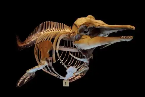El Museo de la URP promoverá que más niñas se interesen en el quehacer científico a través de un recorrido gratuito y de descuentos exclusivos para ellas en talleres.