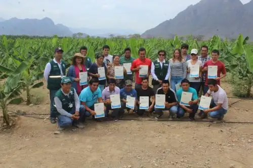 Diecisiete productores bananeros de Olmos (Lambayeque) ahora son expertos en el manejo integrado de plagas.