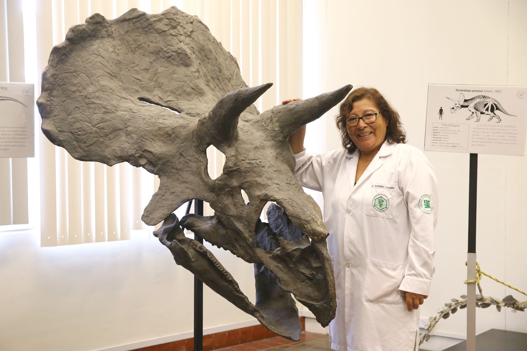 Mercedes Gonzales, directora del Museo de Historia Natural de la U, Ricardo Palma. Foto: : ANDINA/Luis Iparraguirre