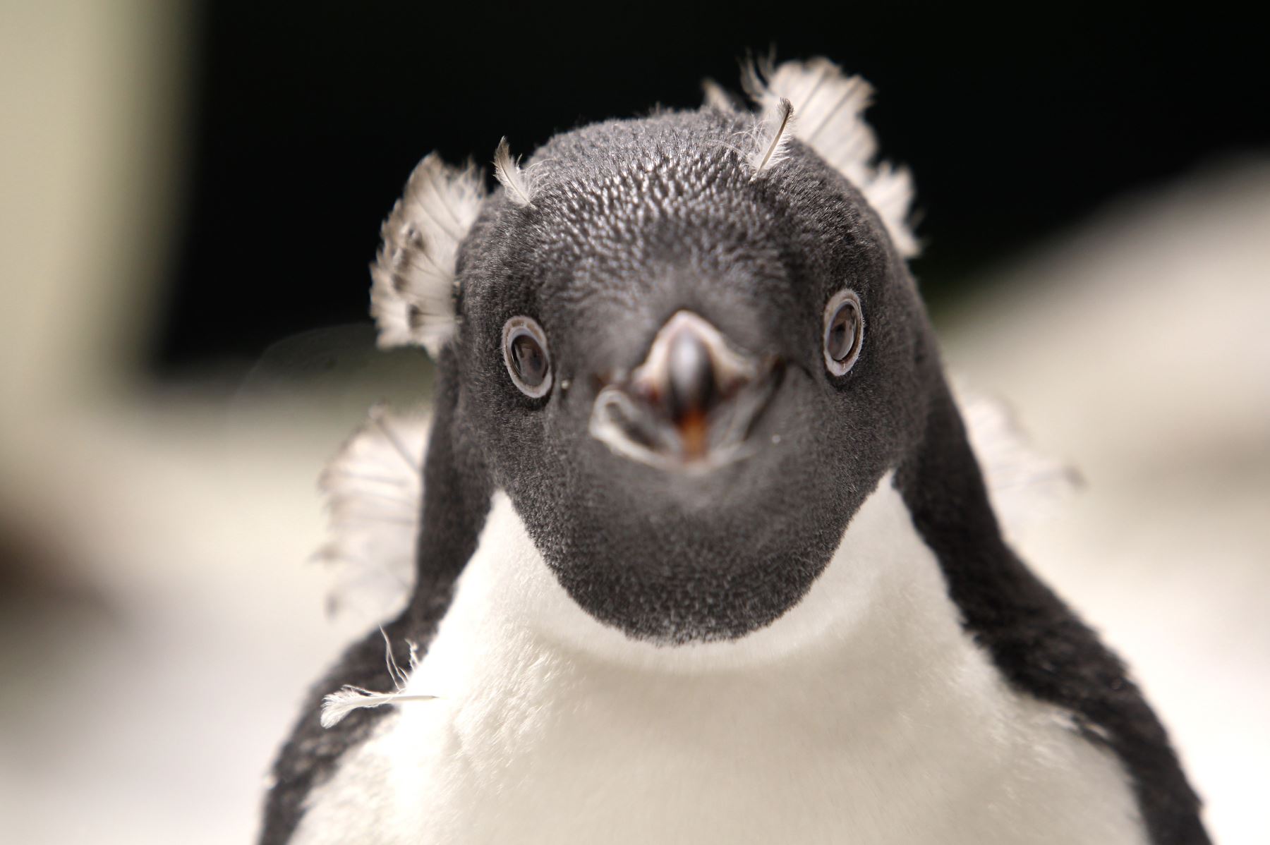 Un pingüino Adelia  se ve en un ambiente antártico recreado en el zoológico de Guadalajara, en el estado de Jalisco, México. El primer nacimiento de esta especie en América Latina tuvo lugar hace un mes en el zoológico y hoy hace su aparición pública. Foto: AFP