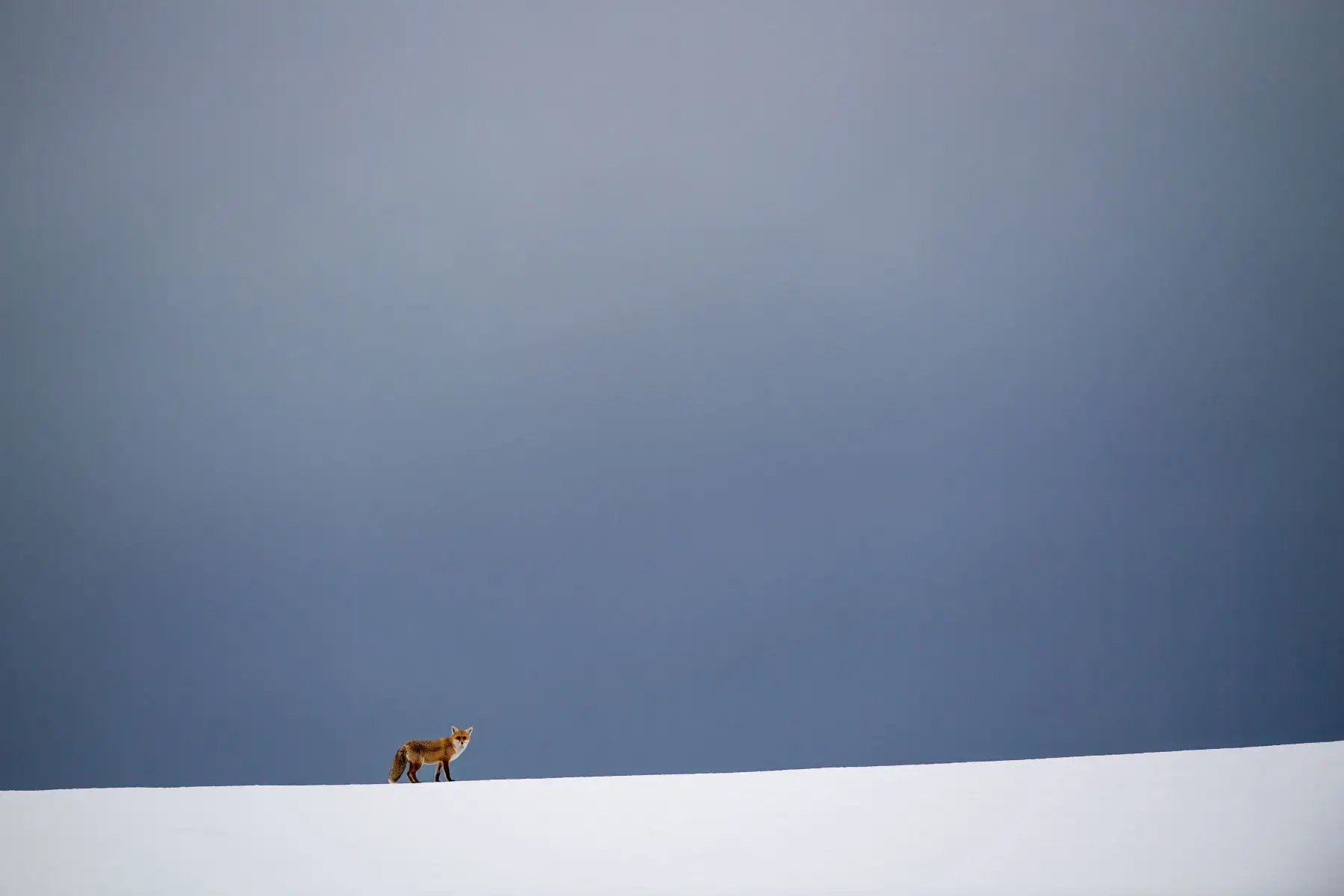 Un zorro aparece en un campo cubierto de nieve en Erkenbollingen, en el sur de Alemania, cuando está nublado. Foto: AFP/dpa/ Lino Mirgeler