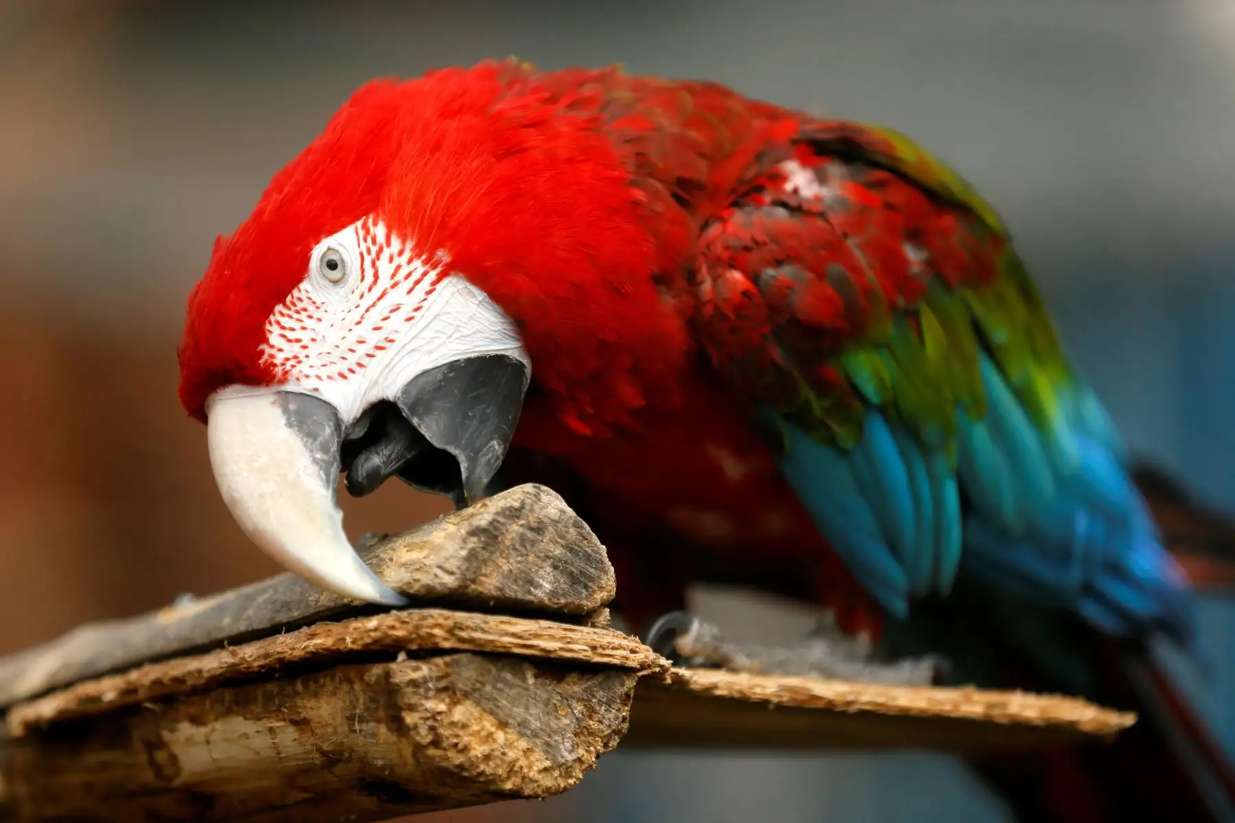 Un loro picotea un tronco de madera en el zoo de Tiflis, este lunes en Tiflis (Georgia). Foto: EFE/ Zurab Kurtsikidze