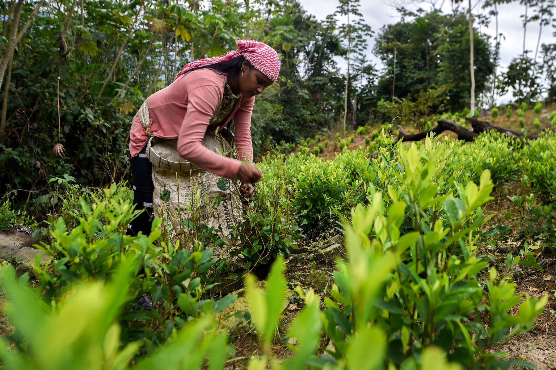 Una migrante venezolana que trabaja como "raspachín" recolecta hojas de coca en la jungla de Catatumbo, Colombia. Foto: AFP.