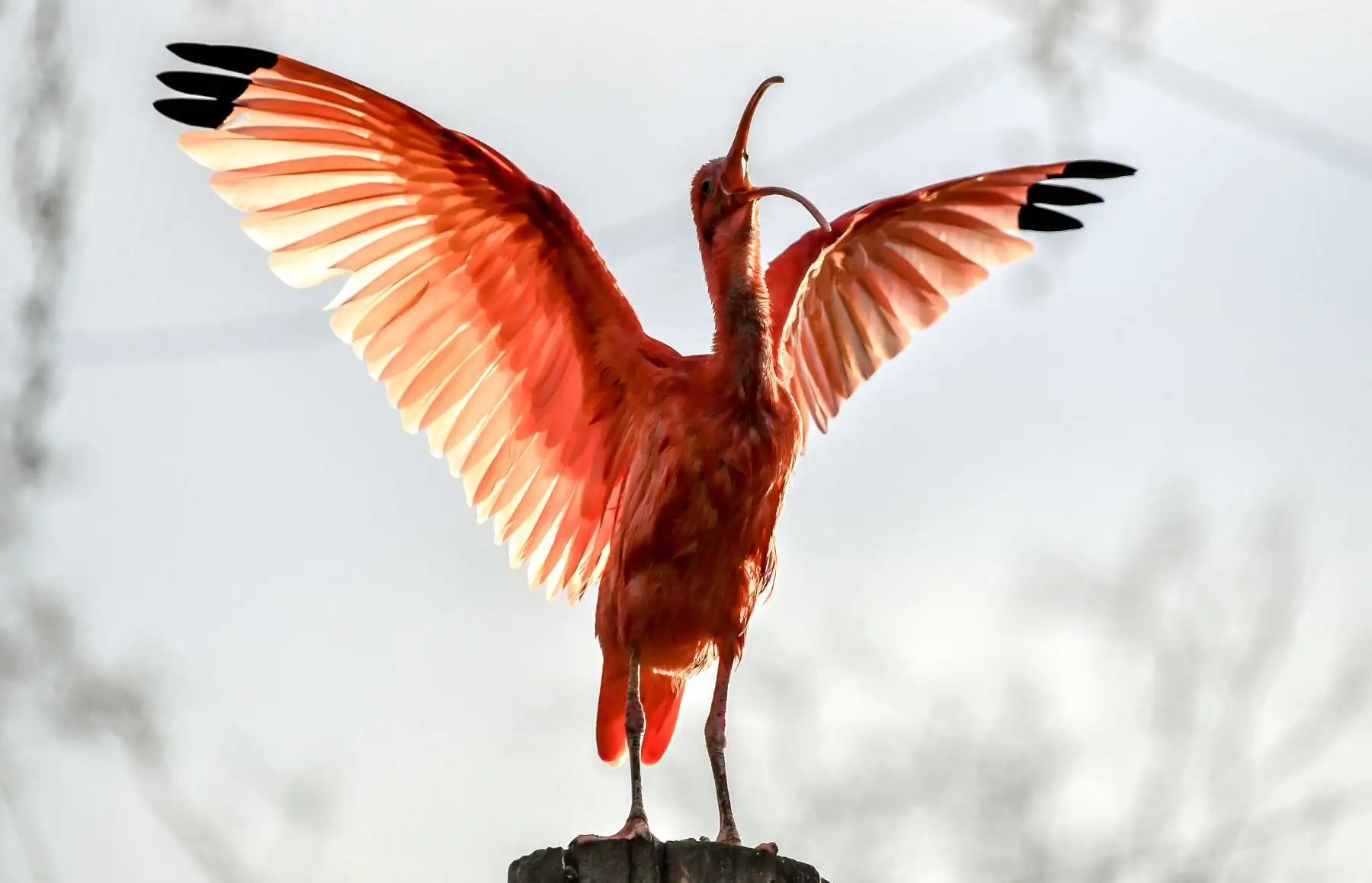 Un ibis escarlata extiende sus alas en su recinto en el parque zoológico de Lille, en el norte de Francia. Foto: AFP