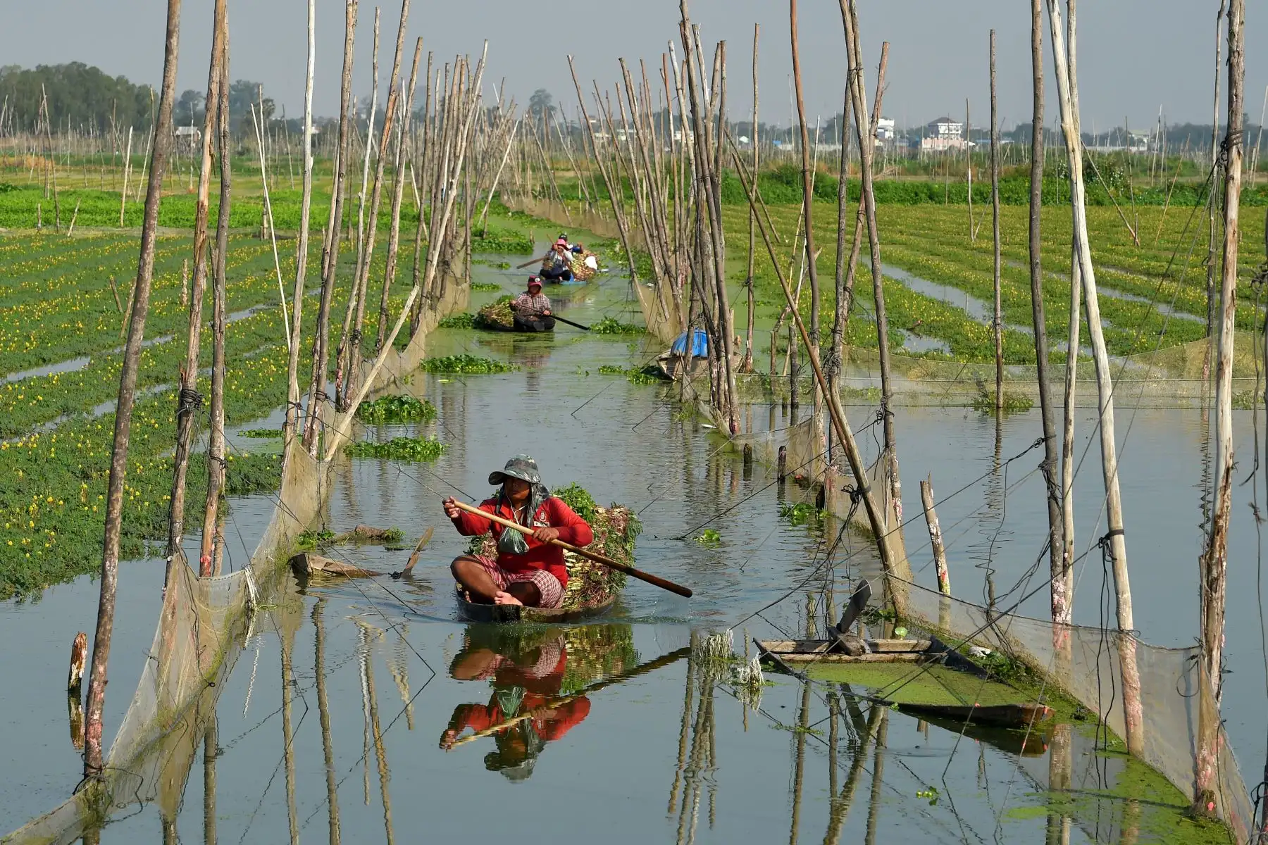 Los agricultores de Camboya usan botes para cosechar mimosa de agua, un popular plato de verduras, en una granja en Phnom Penh. AFP
