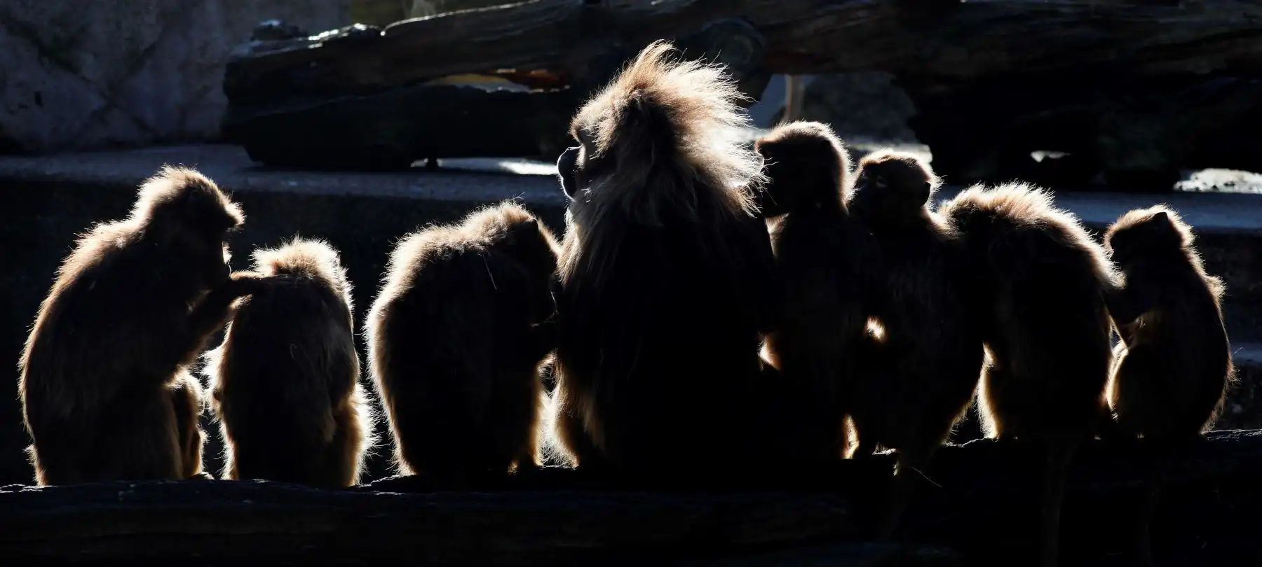 Varios geladas (Theropithecus gelada) descansan juntos en sus instalaciones en el zoo Wilhelma de Stuttgart (Alemania). EFE