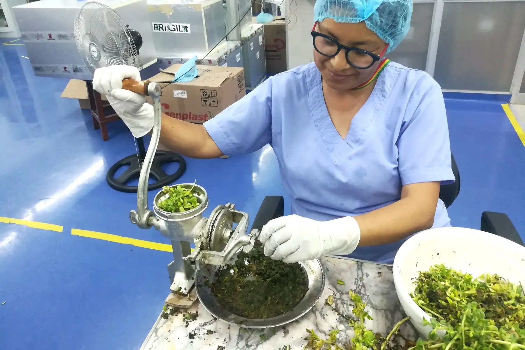 EsSalud elabora repelente a base del aceite de molle para prevenir el dengue. Foto: ANDINA/Difusión.