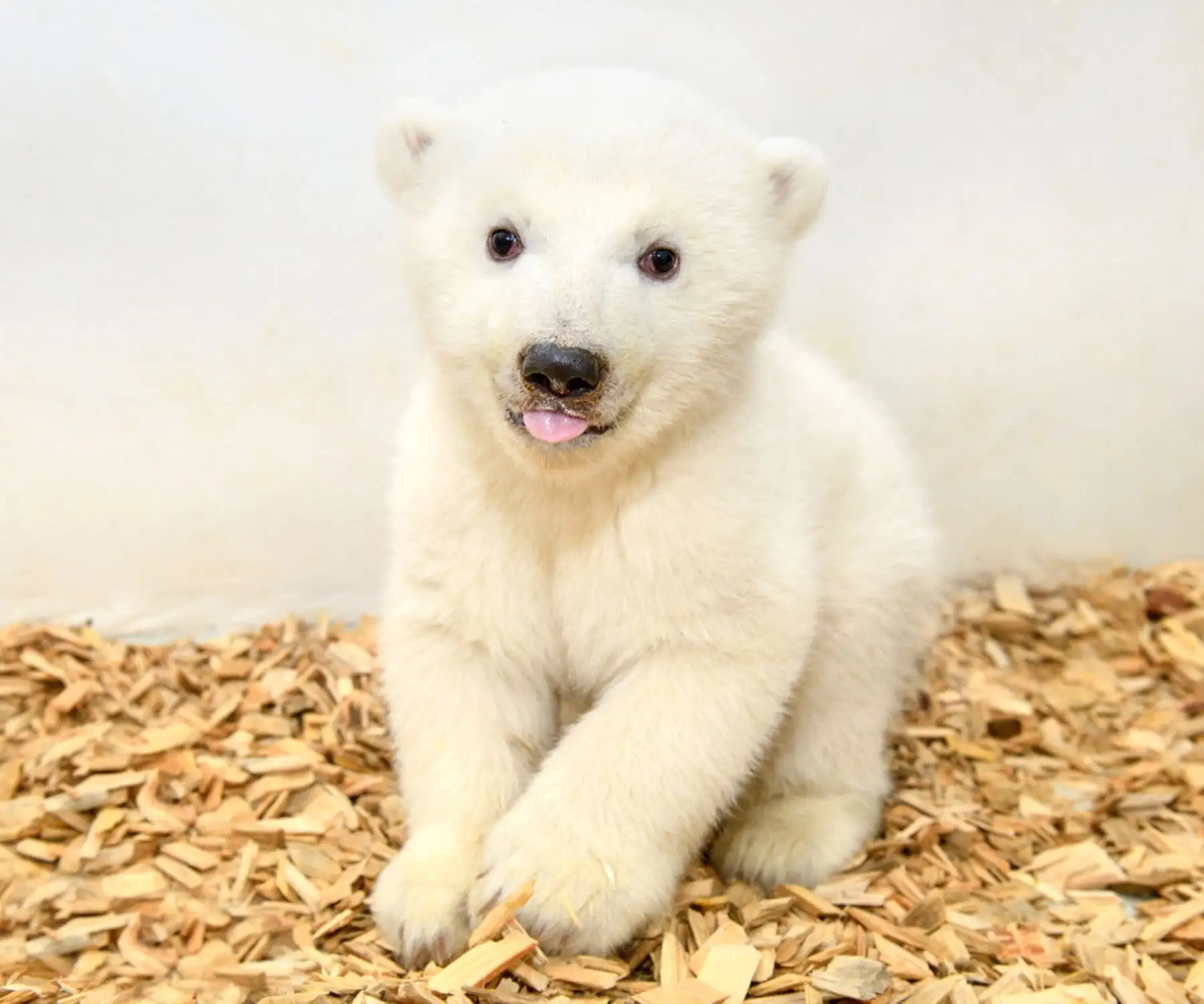 Cría de oso polar hembra de 11 semanas de edad, que aún no ha sido nombrada, durante un primer examen veterinario en el zoológico de Tierpark en Berlín. AFP