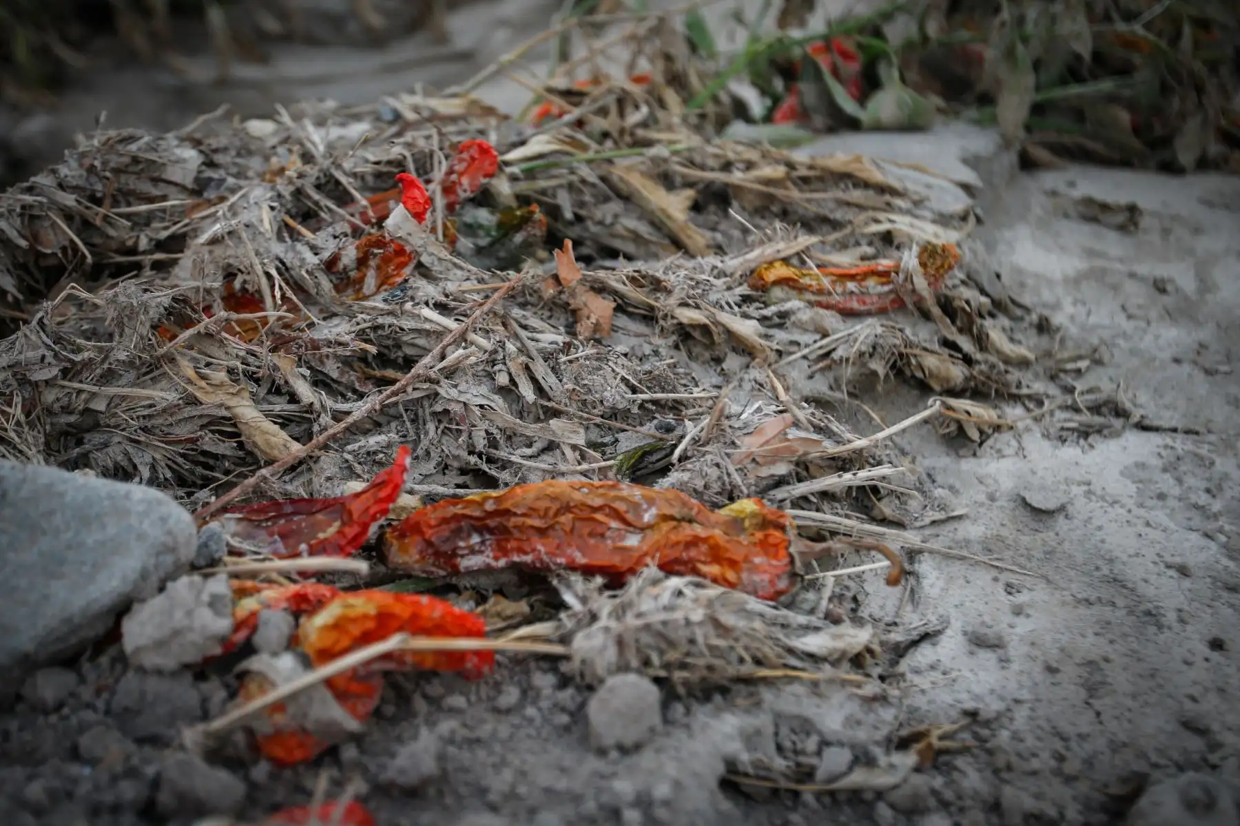 Producción de ají se ve afectada por el huaico y  crecidas del río Locumba. Foto: ANDINA/Nathalie Sayago