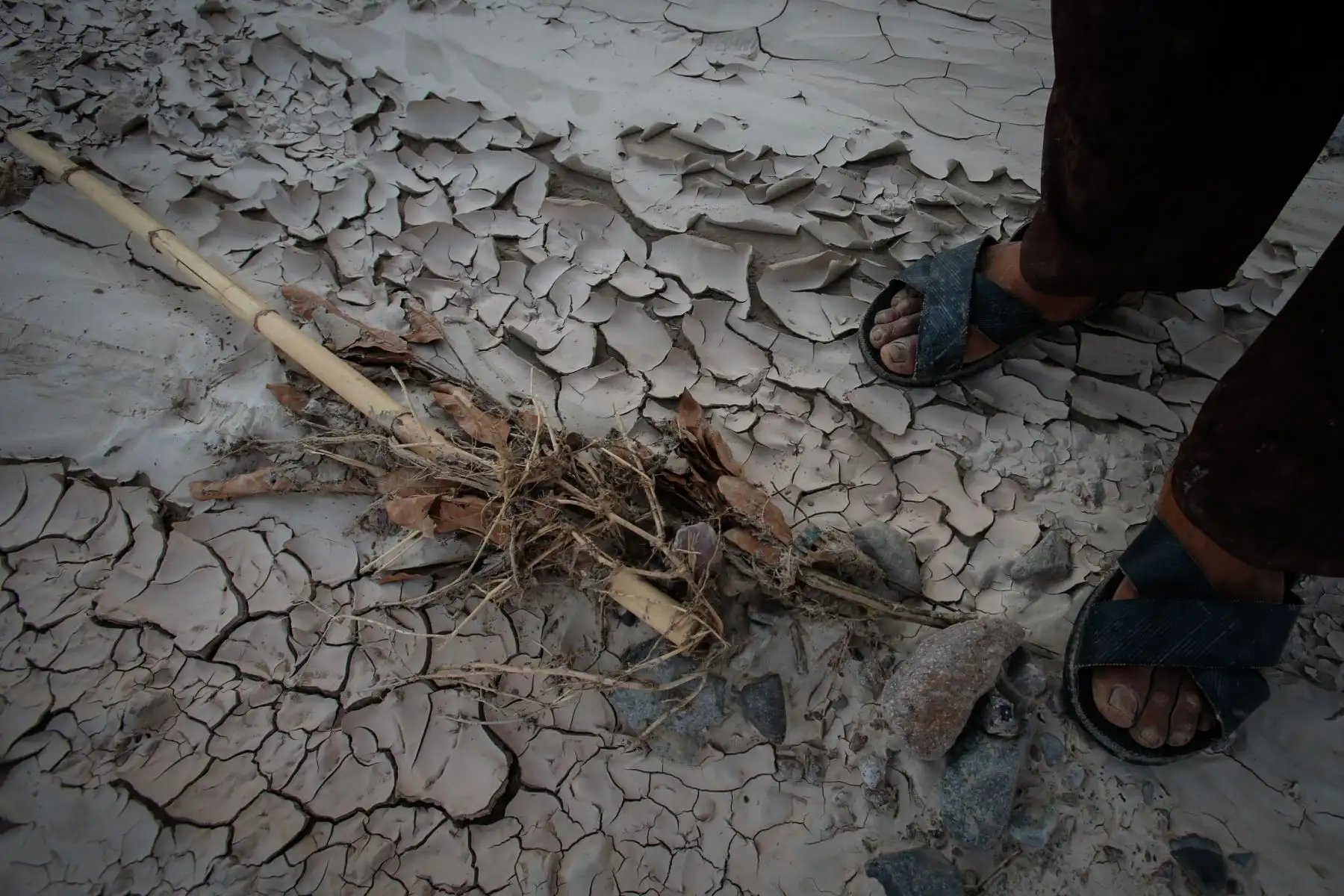 Valles agrícolas en la región de Tacna se vieron afectados por huaicos y crecidas del río Locumba. Foto: ANDINA/Nathalie Sayago