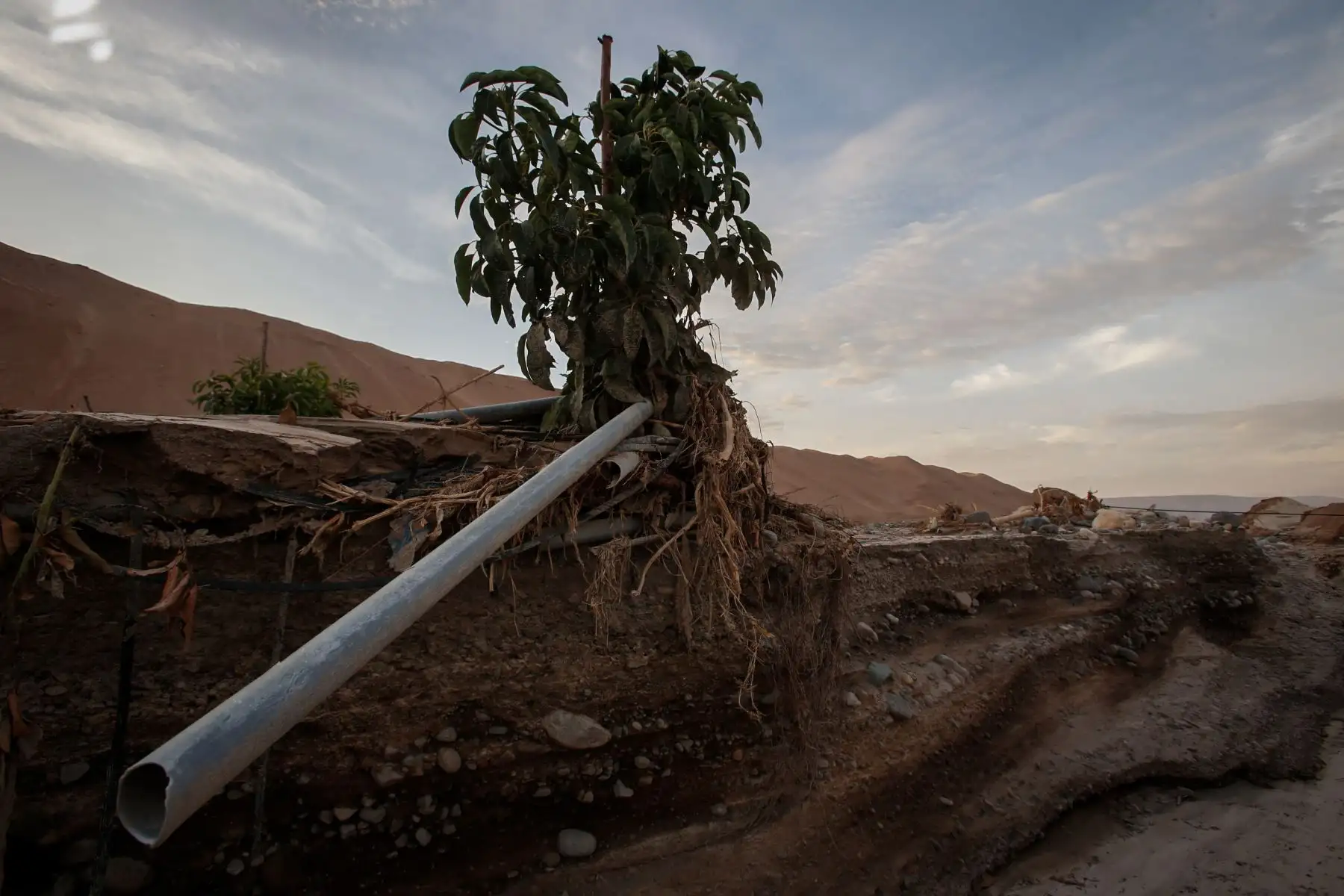 Valles agrícolas en la región de Tacna se vieron afectados por huaicos y crecidas del río Locumba. Foto: ANDINA/Nathalie Sayago