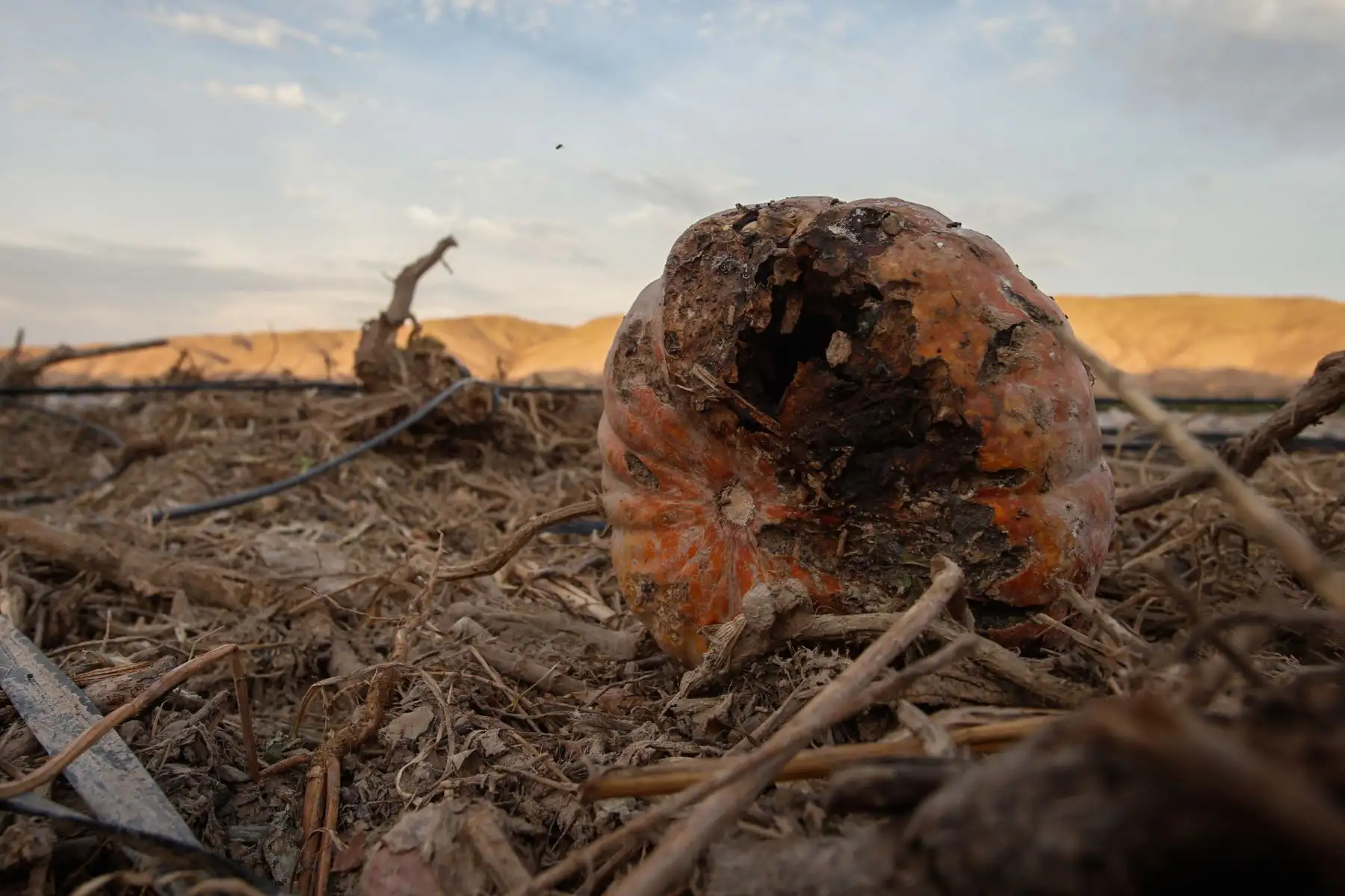 Valles agrícolas en la región de Tacna se vieron afectados por huicos y crecidas del río Locumba. Foto: ANDINA/Nathalie Sayago