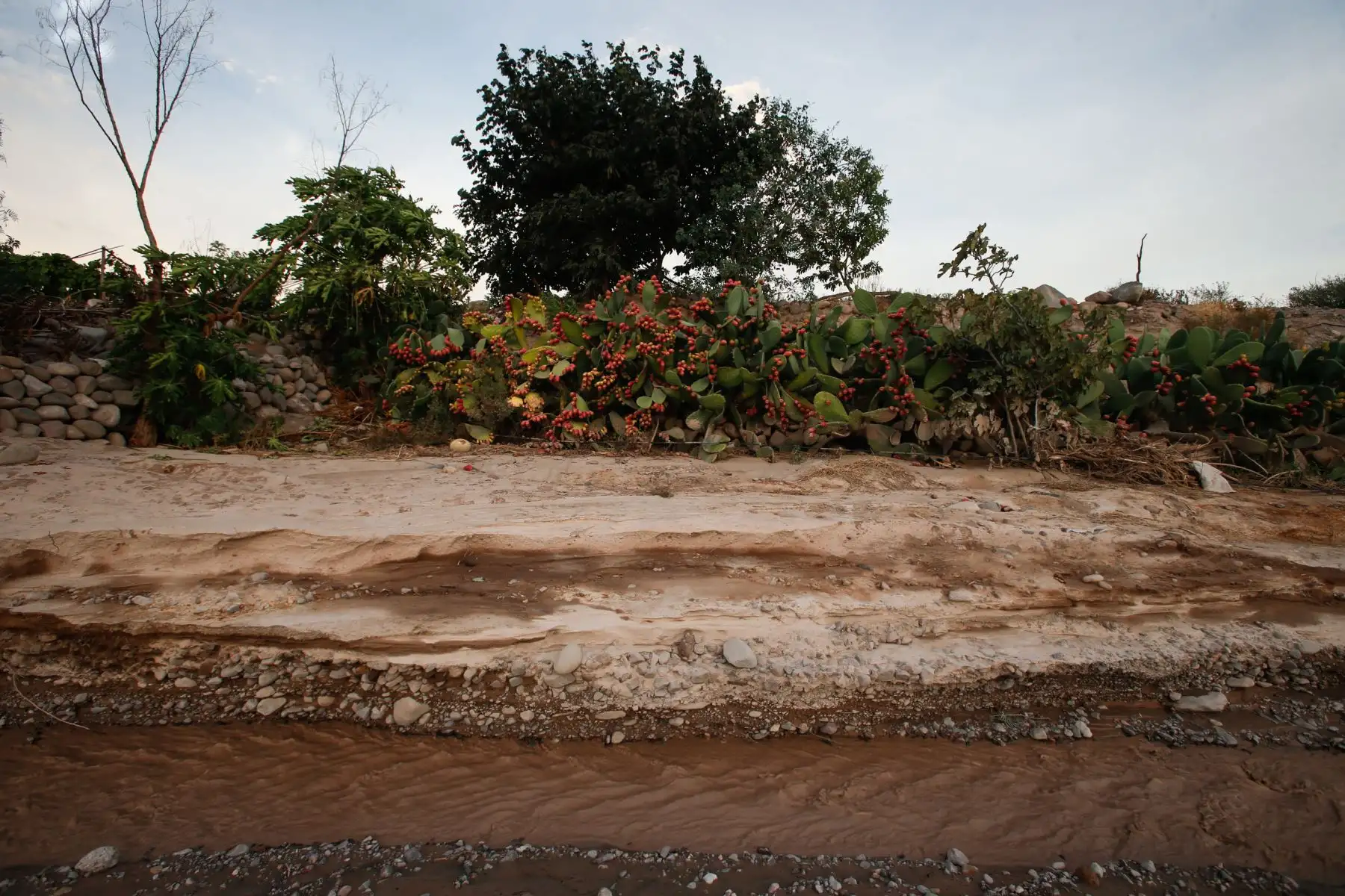 Valles agrícolas en la región de Tacna se vieron afectados por huaicos y crecidas del río Locumba. Foto: ANDINA/Nathalie Sayago