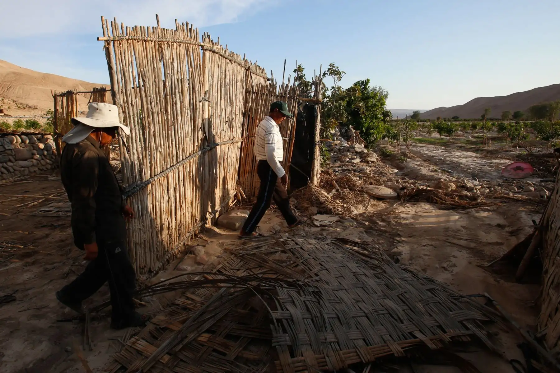 Valles agrícolas en la región de Tacna se vieron afectados por huaicos y crecidas del río Locumba. Foto: ANDINA/Nathalie Sayago