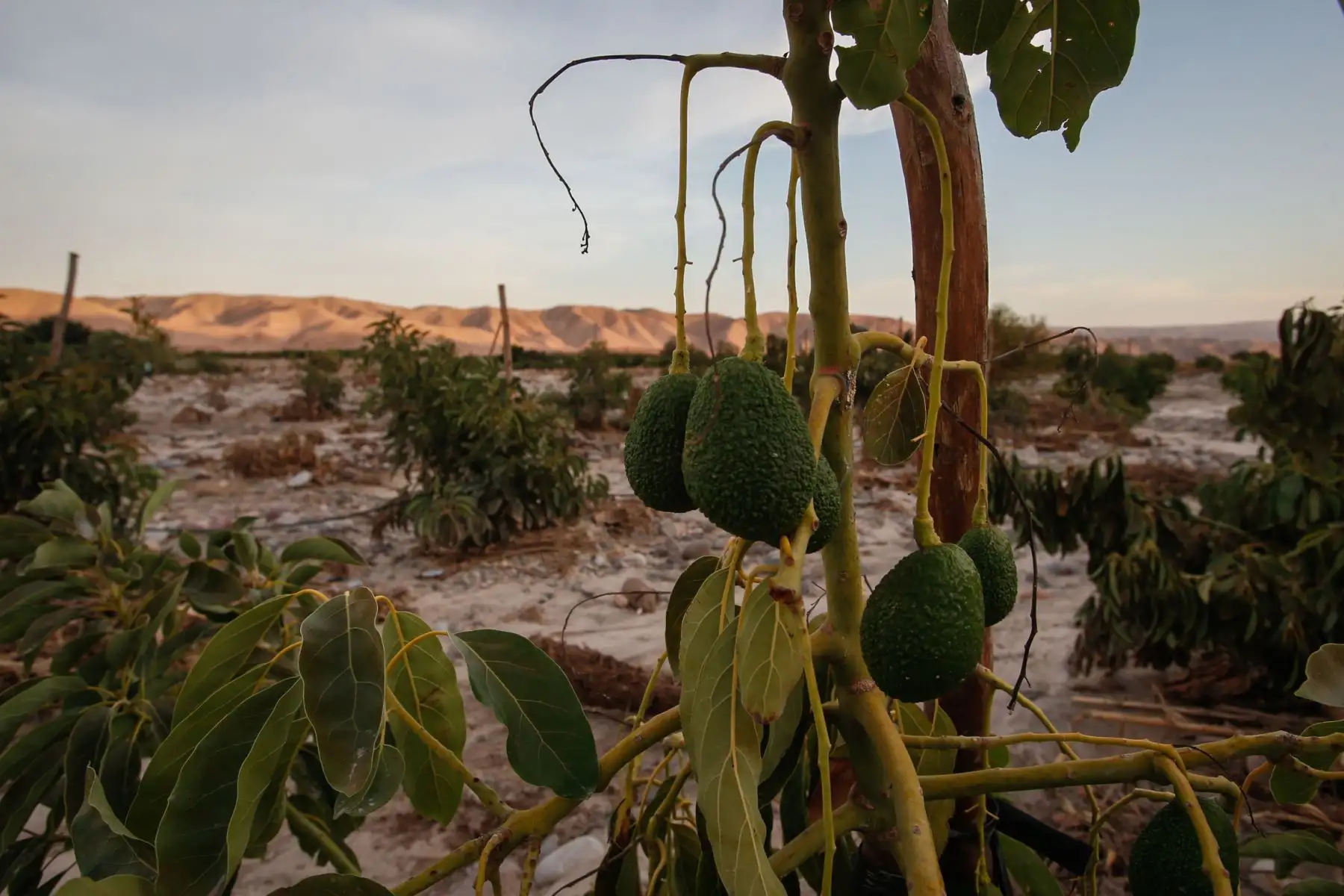 Plantaciones de palta se vieron afectadas por  por huaicos y crecidas del río Locumba. Foto: ANDINA/Nathalie Sayago