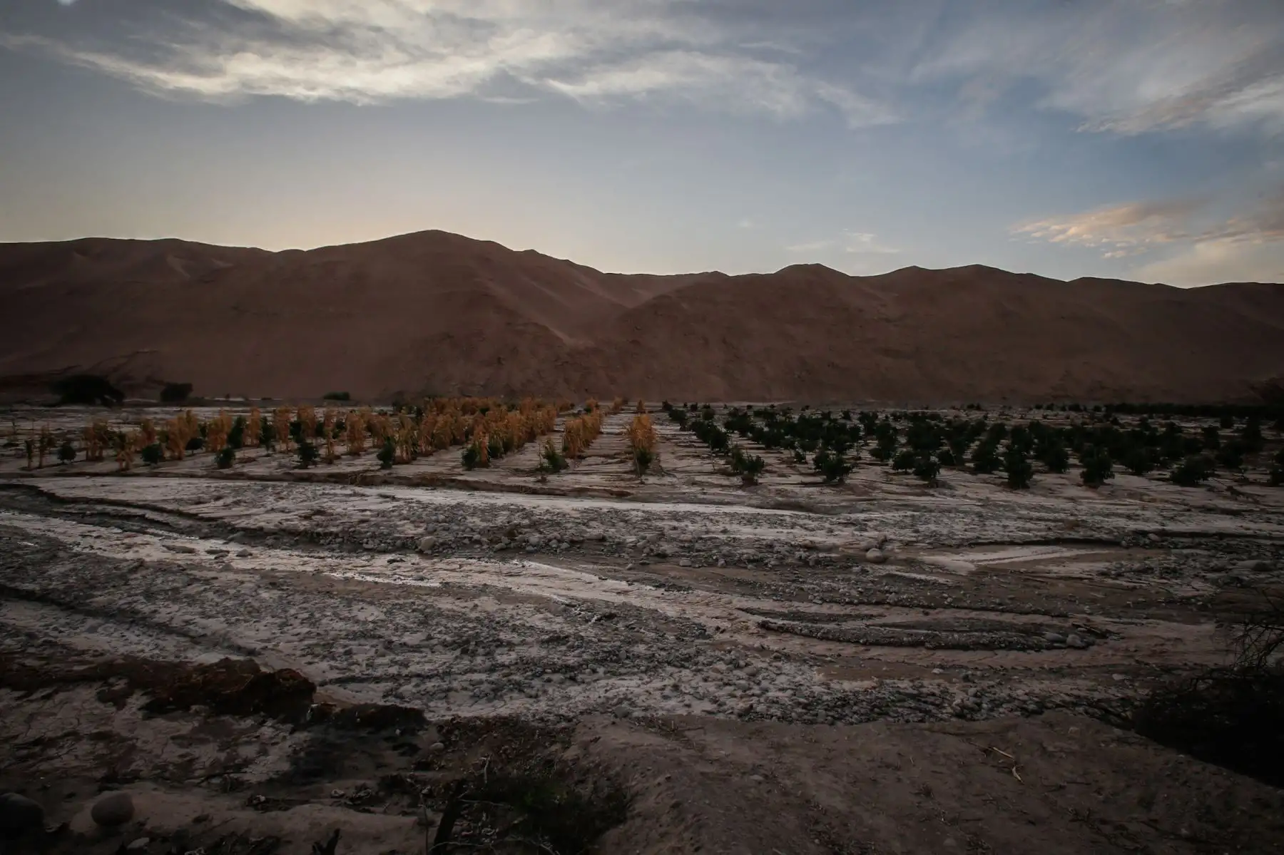 Valles agrícolas en la región de Tacna se vieron afectados por huaicos y crecidas del río Locumba. Foto: ANDINA/Nathalie Sayago
