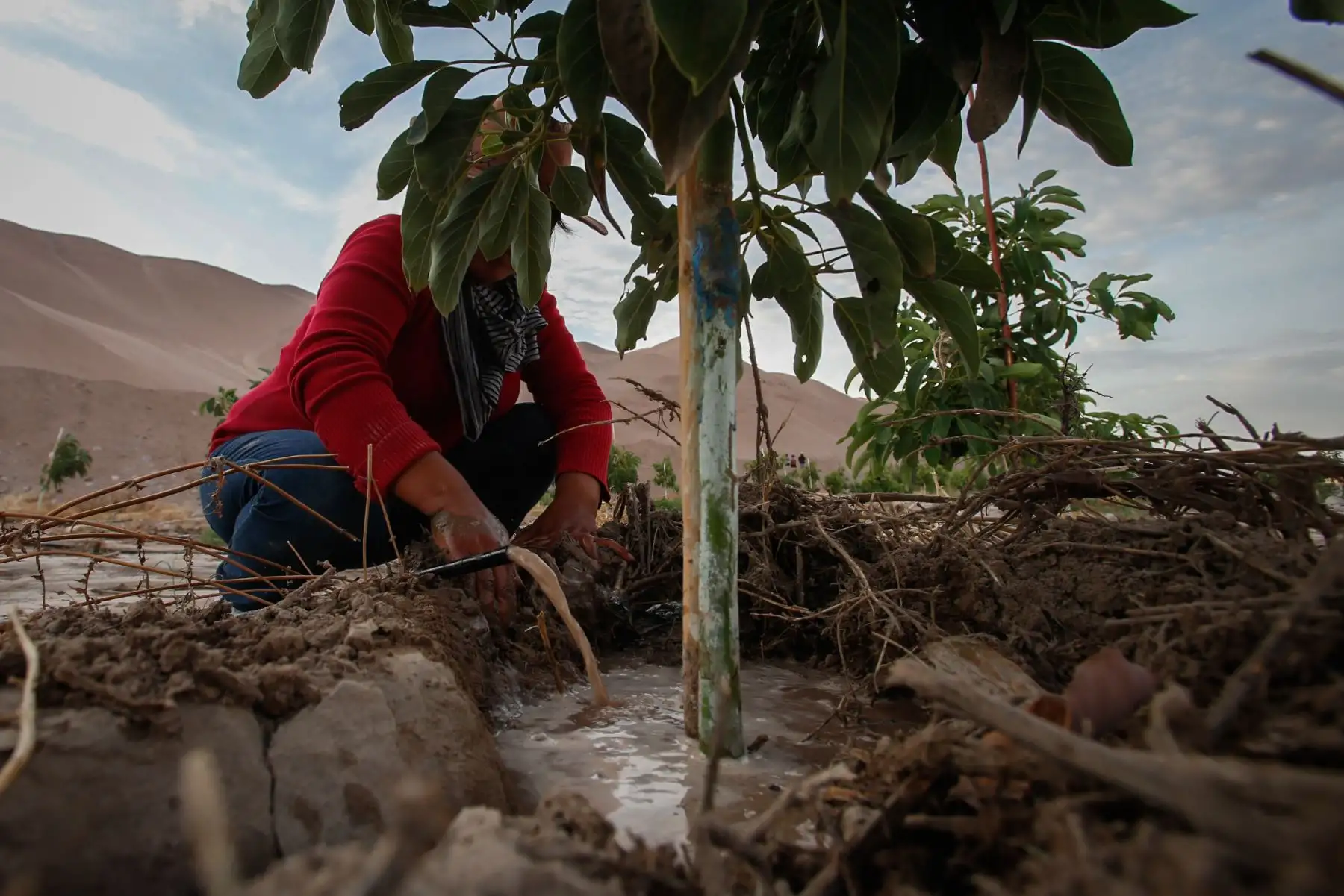 Valles agrícolas en la región de Tacna se vieron afectados por huaicos y crecidas del río Locumba. Foto: ANDINA/Nathalie Sayago
