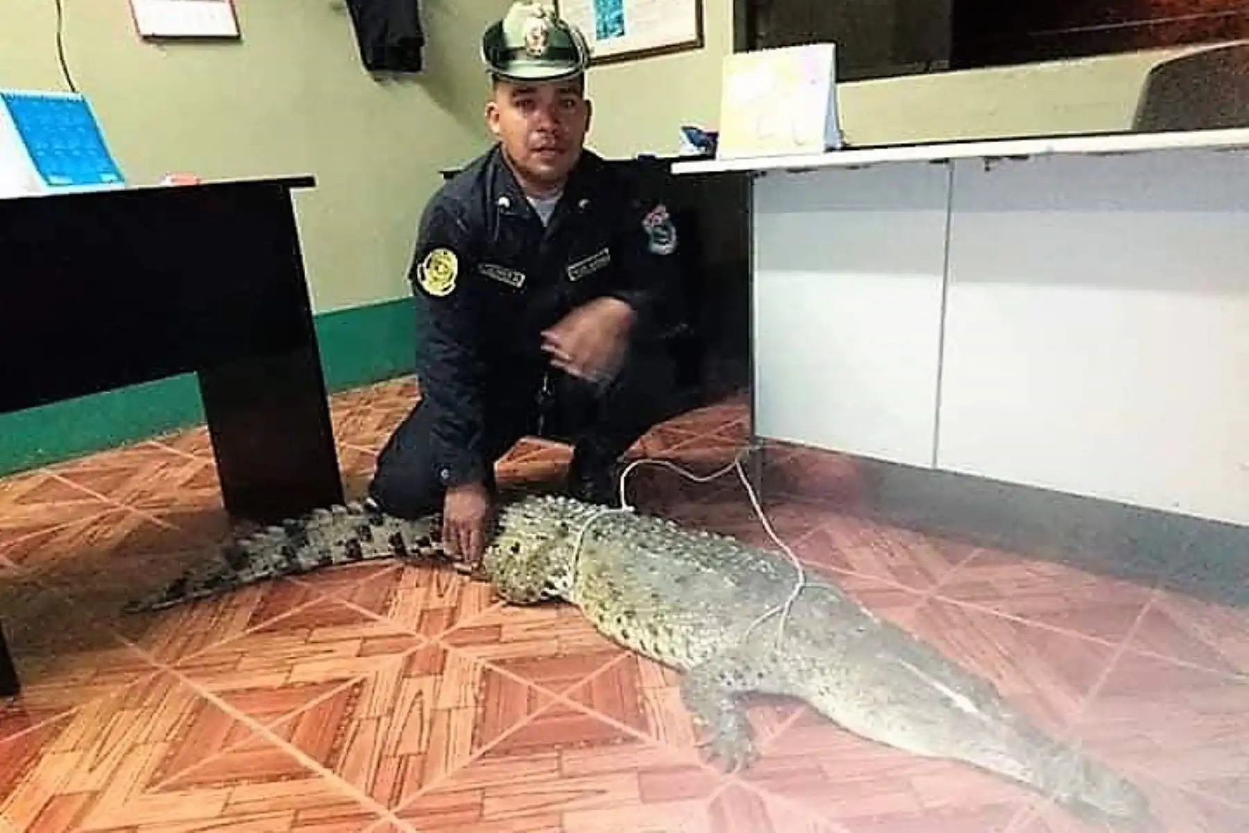 Rescatan a cocodrilo que apareció caminando en las calles de Tumbes. ANDINA