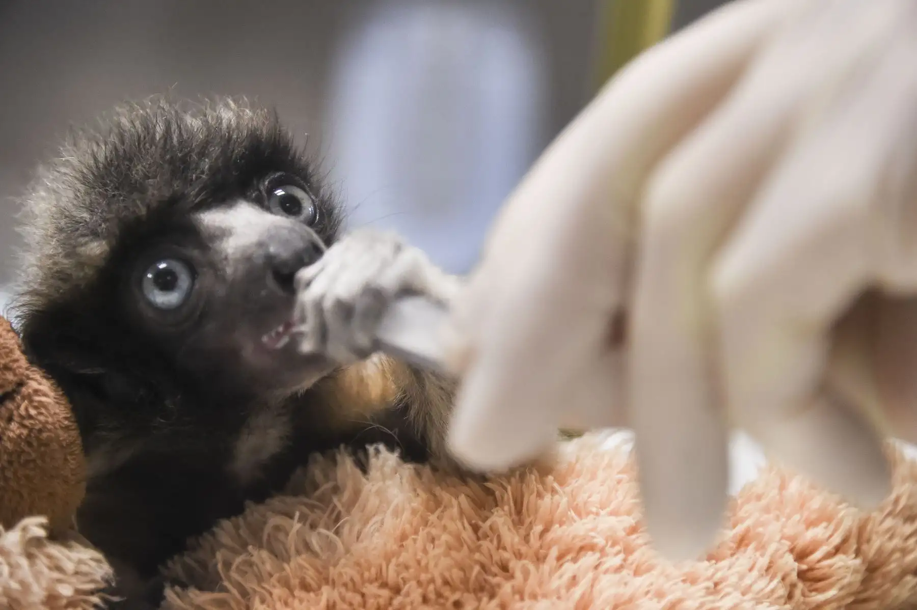 Un veterinario del zoológico de Besancon alimenta a "Soa", una hembra sifaka coronada, en Besancon. La sifaka coronada es una especie de Madagascar en peligro crítico de extinción. Había solo 6 hembras de más de 20 individuos viviendo en 7 zoológicos en todo el mundo a fines de 2018.  AFP