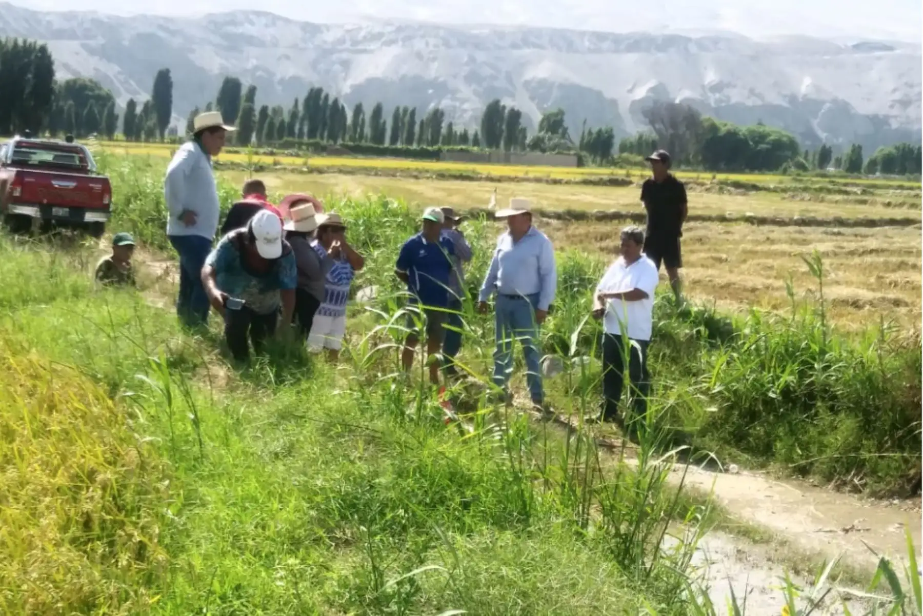 Midagri afirmó que la producción de principales cultivos cubrió la demanda de alimentos en el país y que se reportó un crecimiento de áreas sembradas en algunas regiones. Foto: ANDINA/difusión.