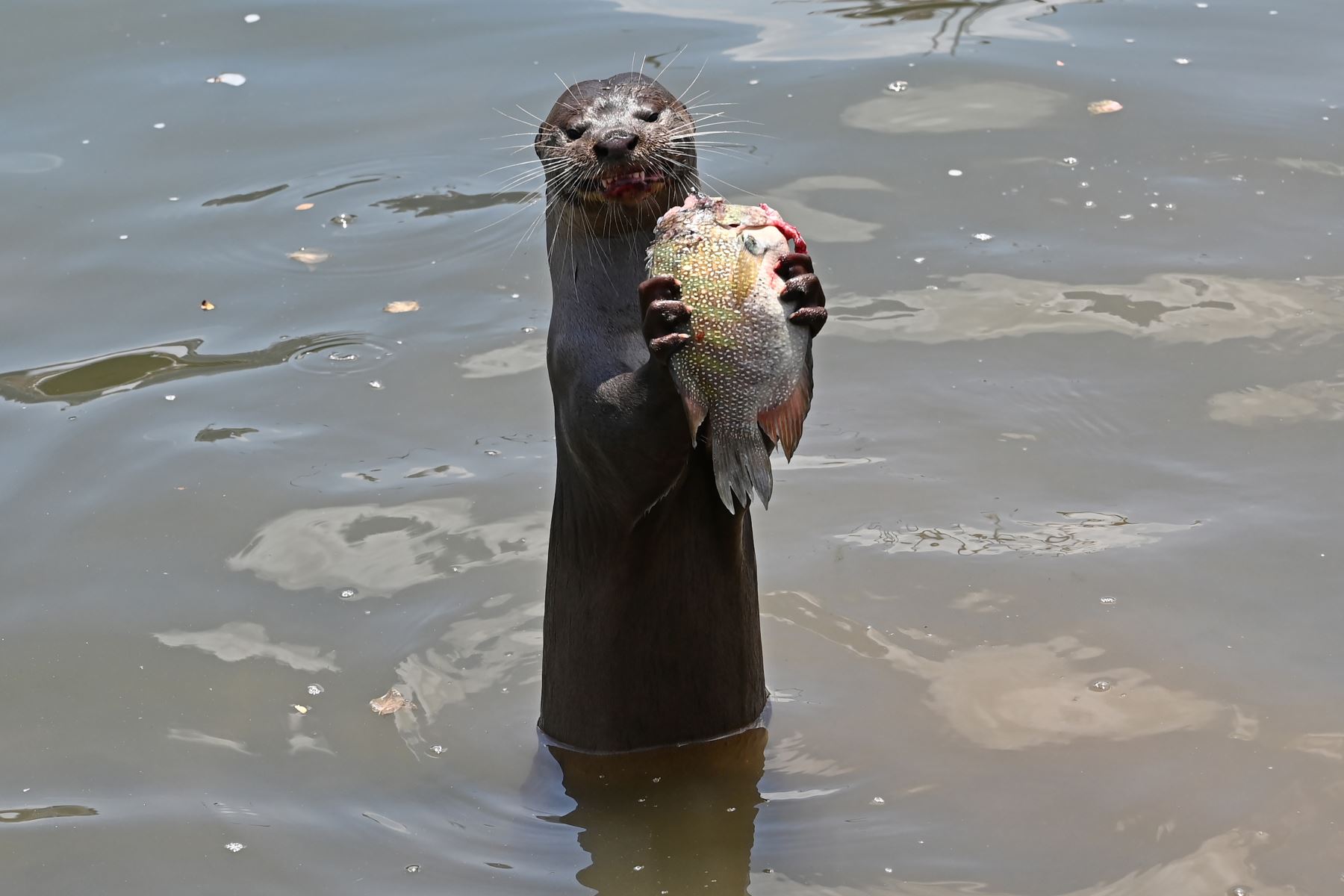 Una nutria salvaje de suave recubrimiento se alimenta de un pez en el río Singapur. AFP