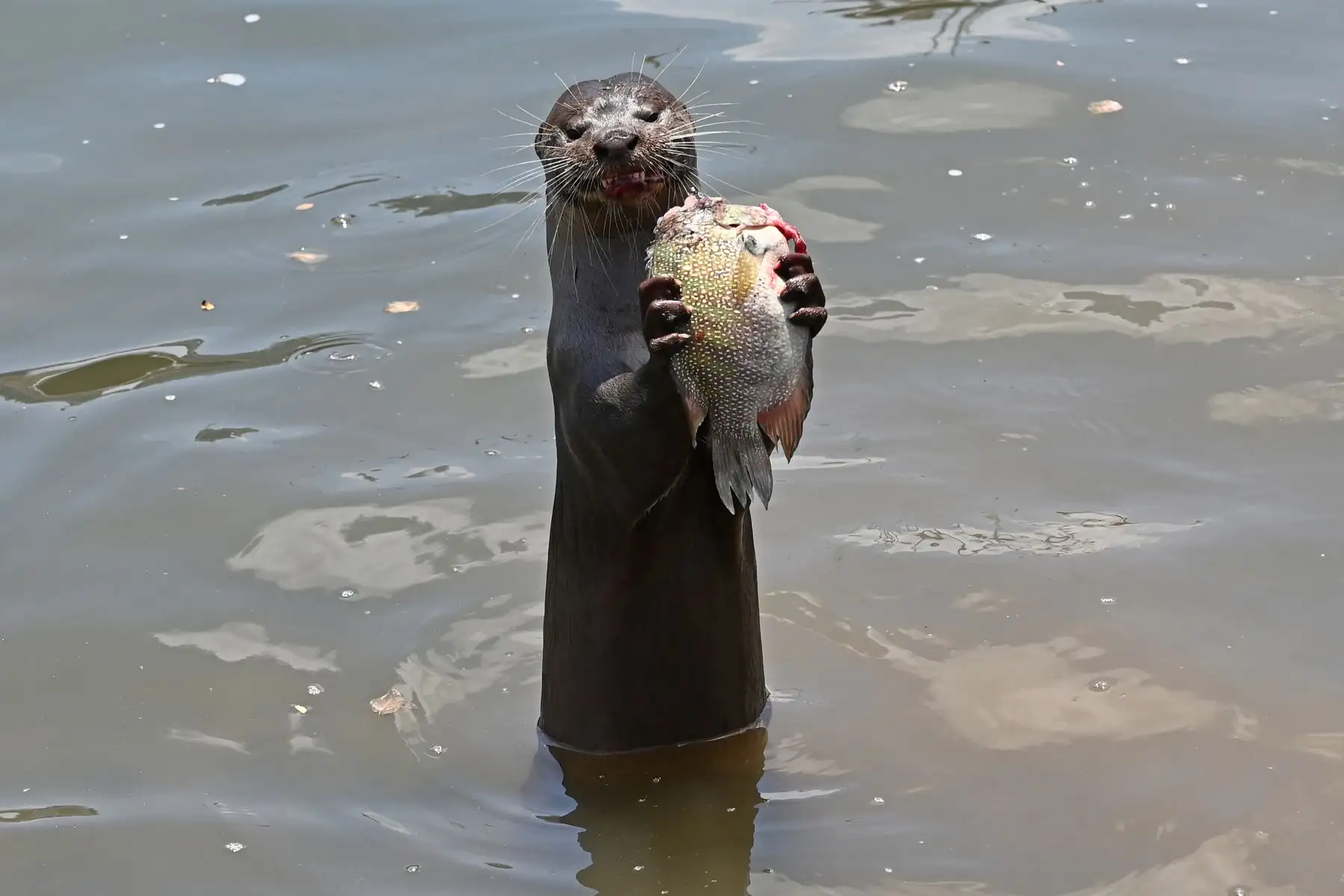 Una nutria salvaje de suave recubrimiento se alimenta de un pez en el río Singapur. AFP