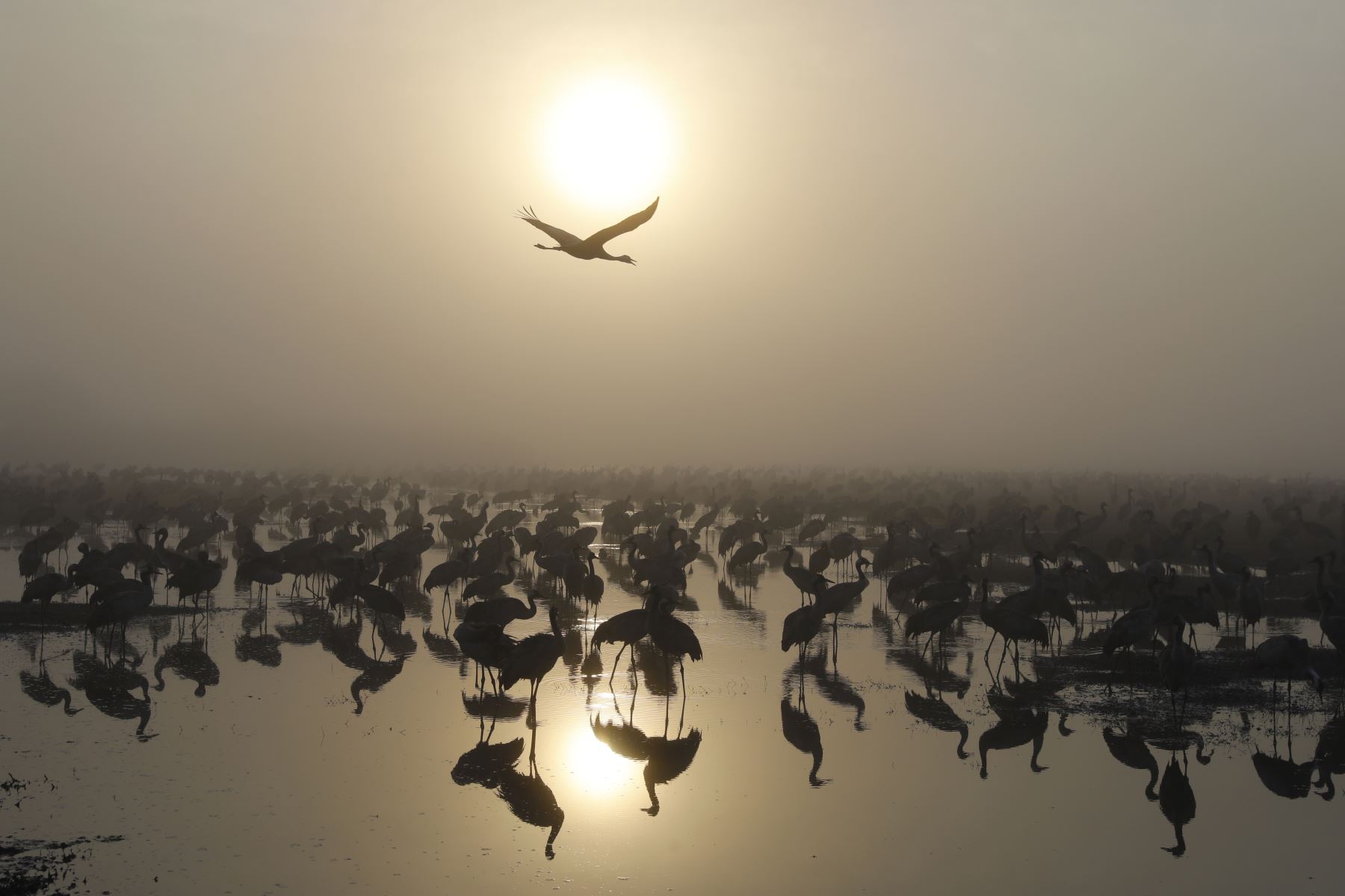 Miles de grullas grises se ven en el lago Agamon Hula en el norte del valle israelí de Hula durante la migración de aves desde Europa del Este a África. Alrededor de 50,000 grullas grises se quedaron durante el invierno en el lago Agamon Hula en lugar de migrar a África, aprovechando la seguridad de esta fuente de agua artificial. AFP